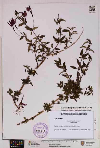 Fuchsia magellanica [Espécimen: UDEC:CONC:0179413]