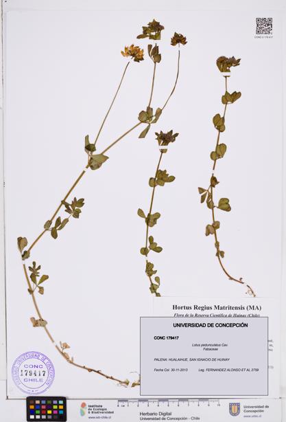 Lotus pedunculatus [Espécimen: ]