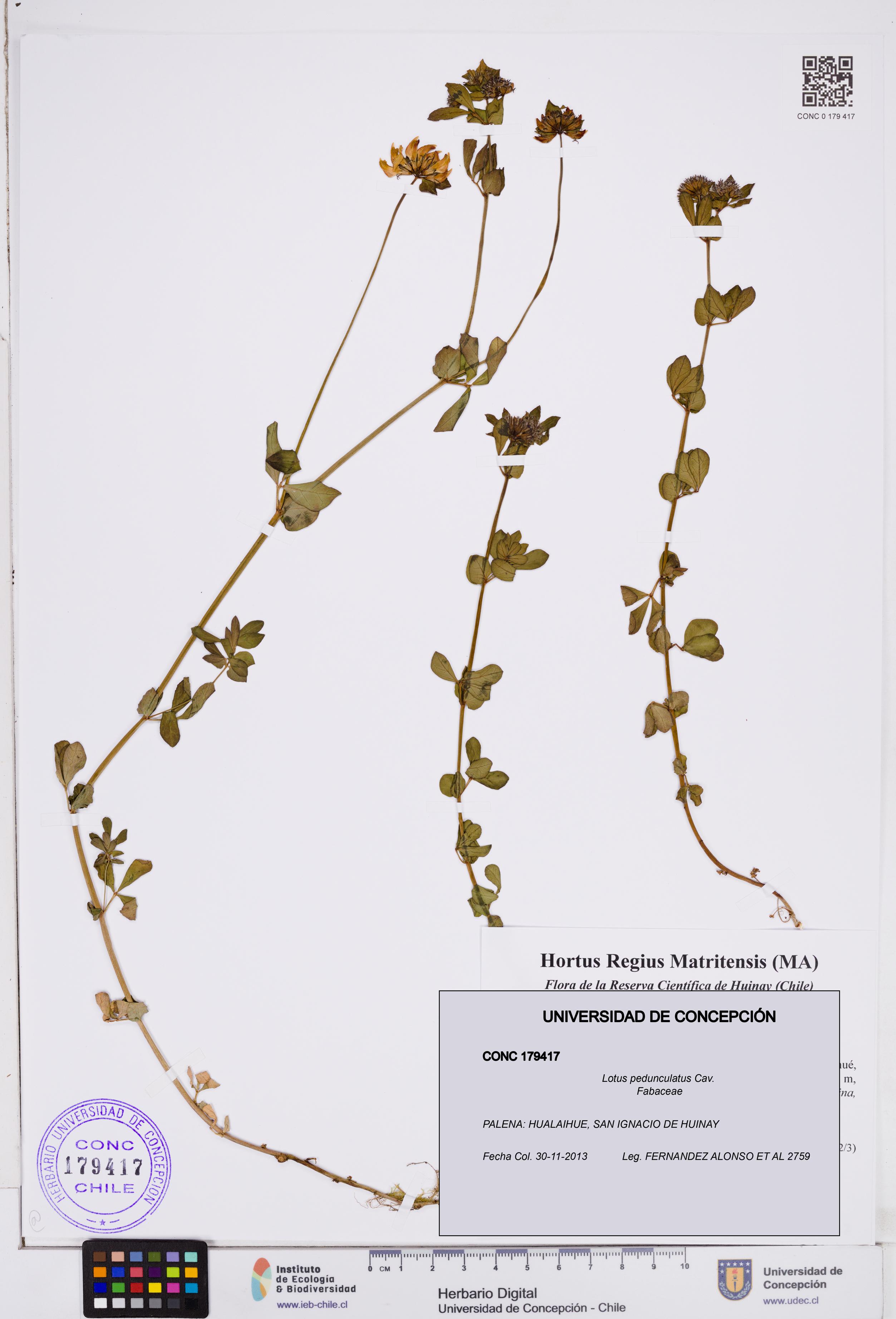 Lotus pedunculatus [Espécimen: ]