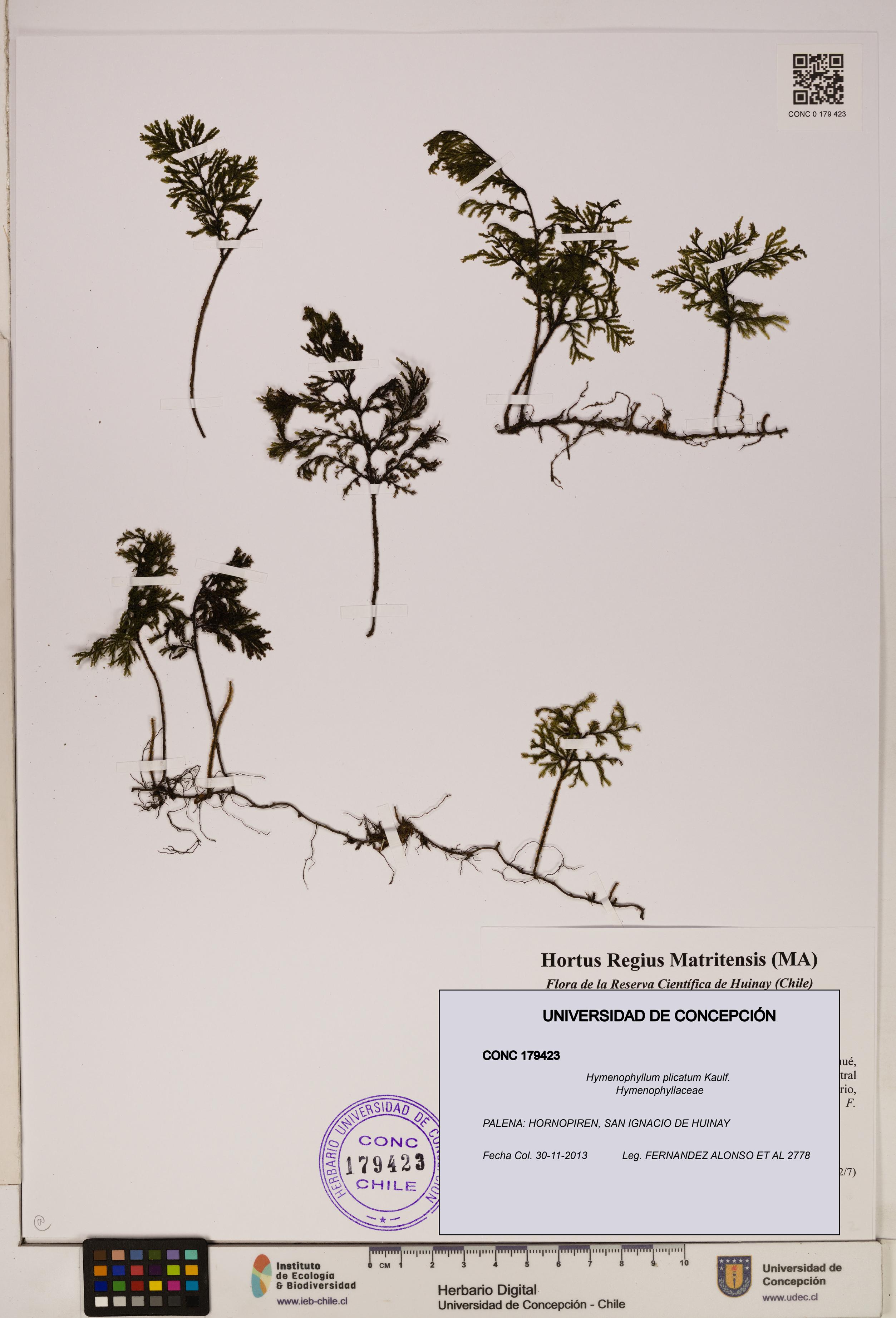 Hymenophyllum plicatum [Espécimen: ]