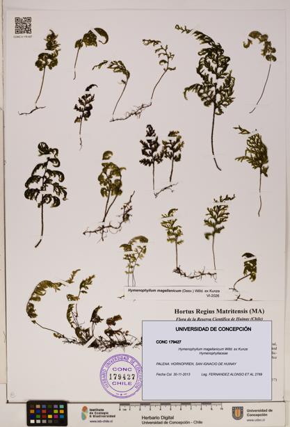 Hymenophyllum magellanicum [Espécimen: ]
