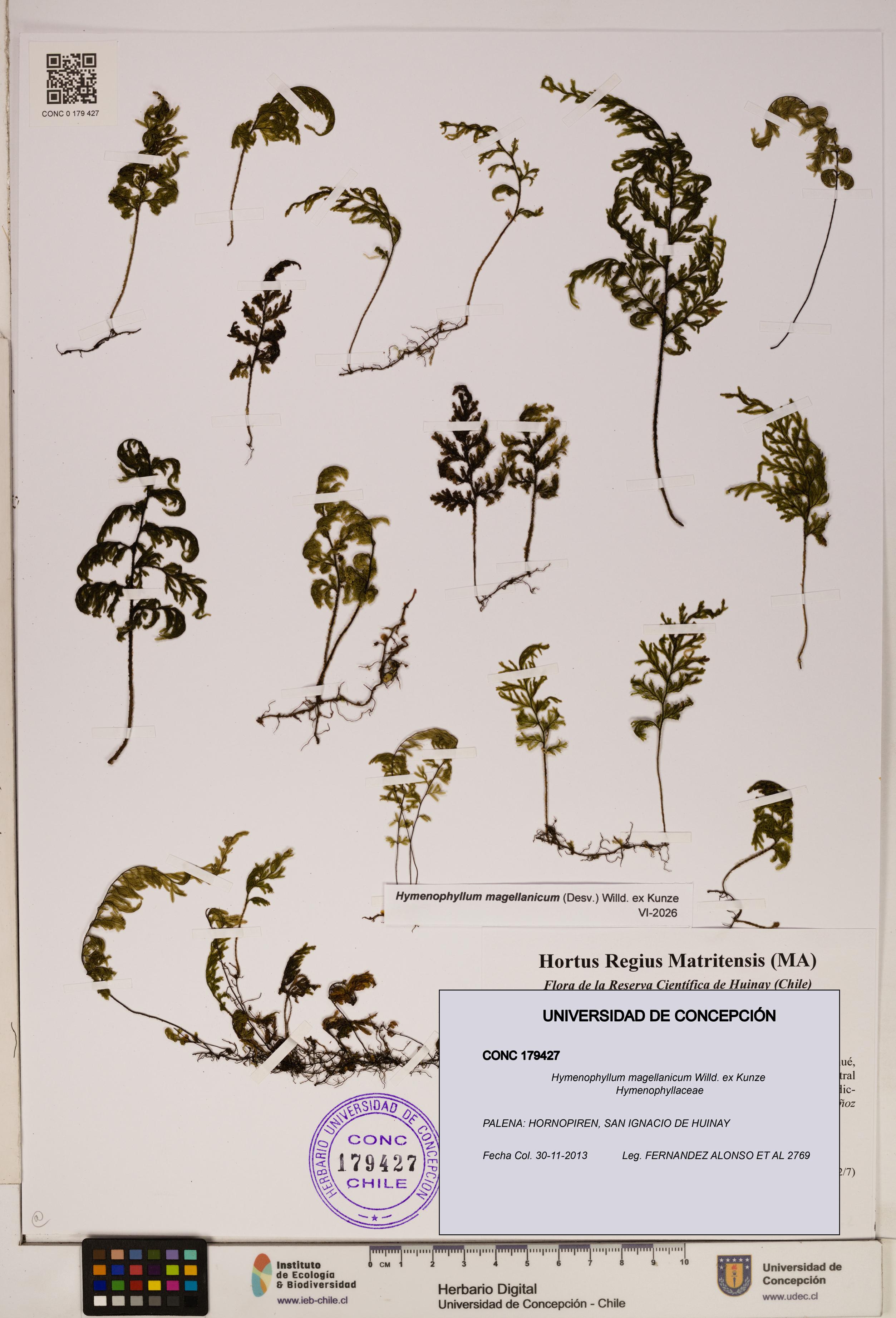 Hymenophyllum magellanicum [Espécimen: ]