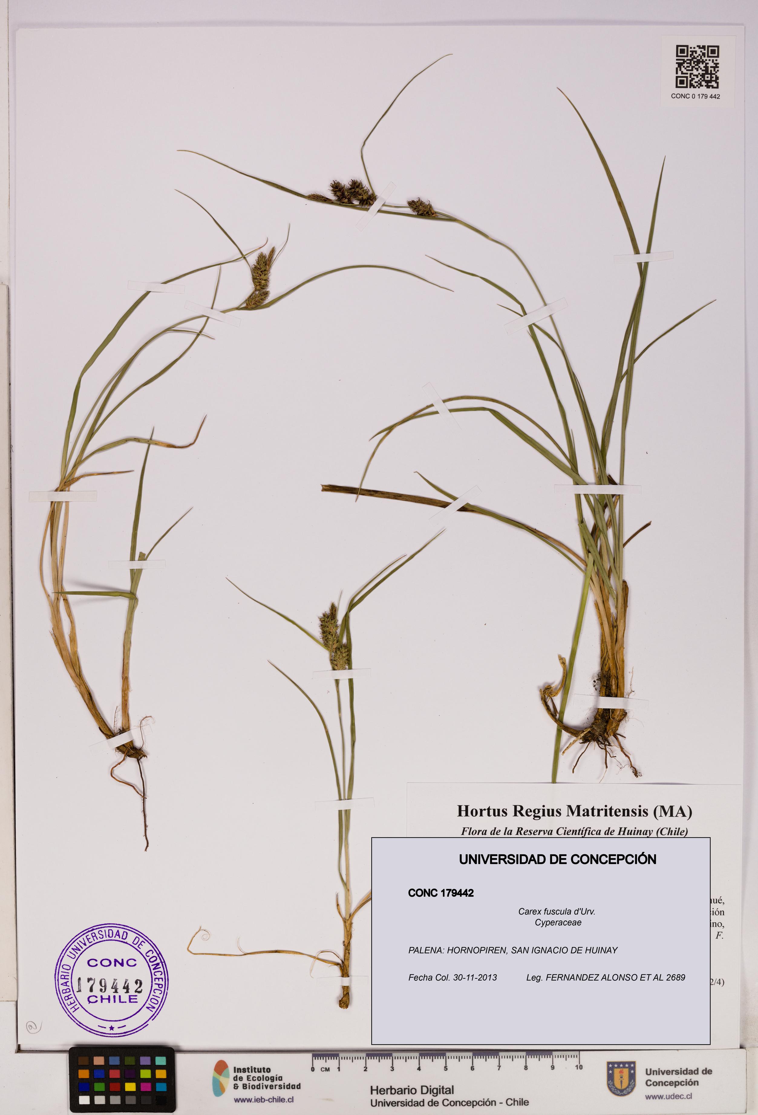 Carex fuscula [Espécimen: UDEC:CONC:0179442]