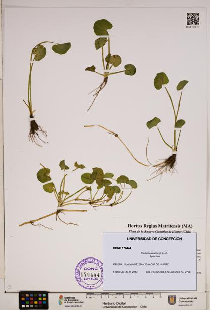 Centella asiatica [Espécimen: ]