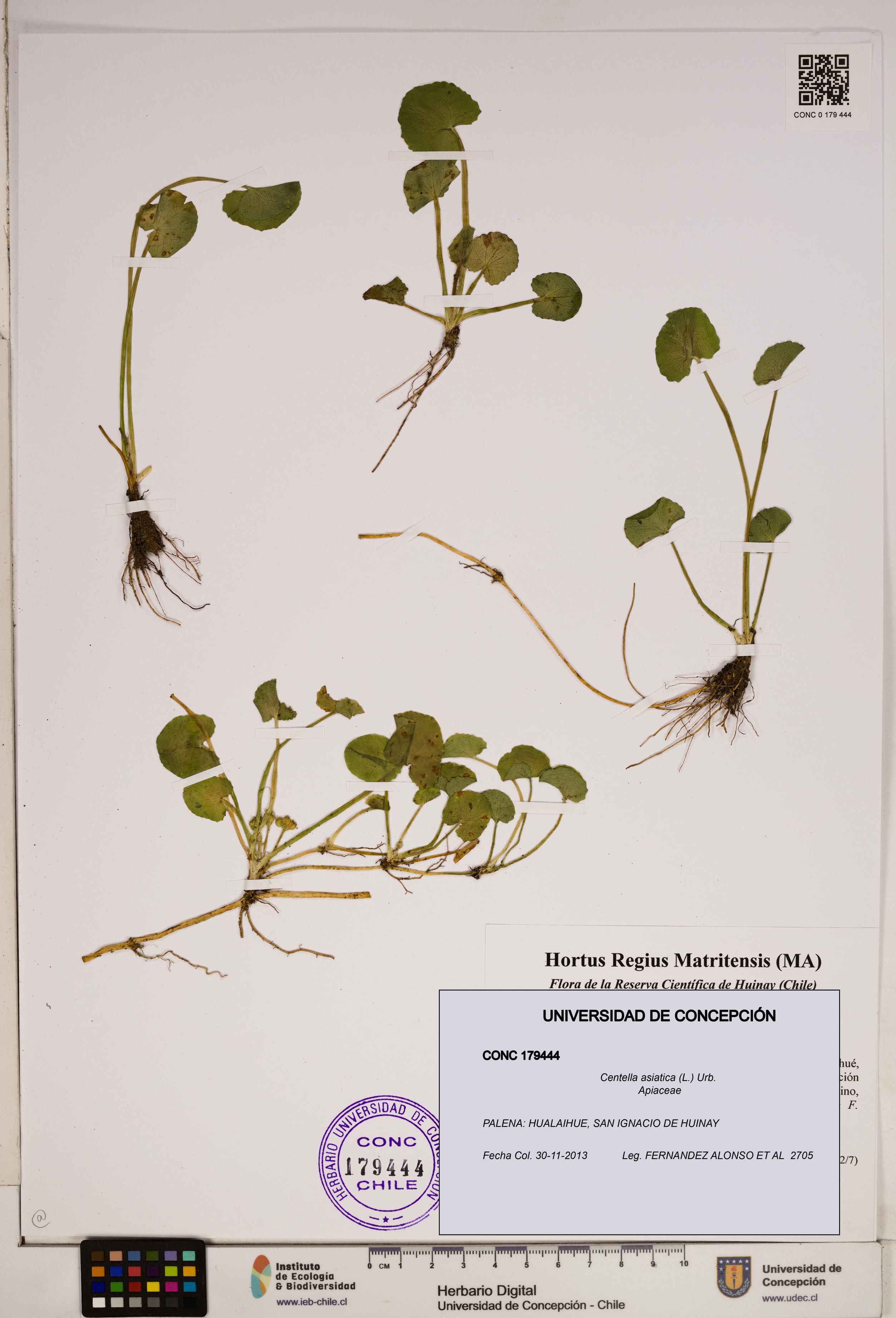 Centella asiatica [Espécimen: ]