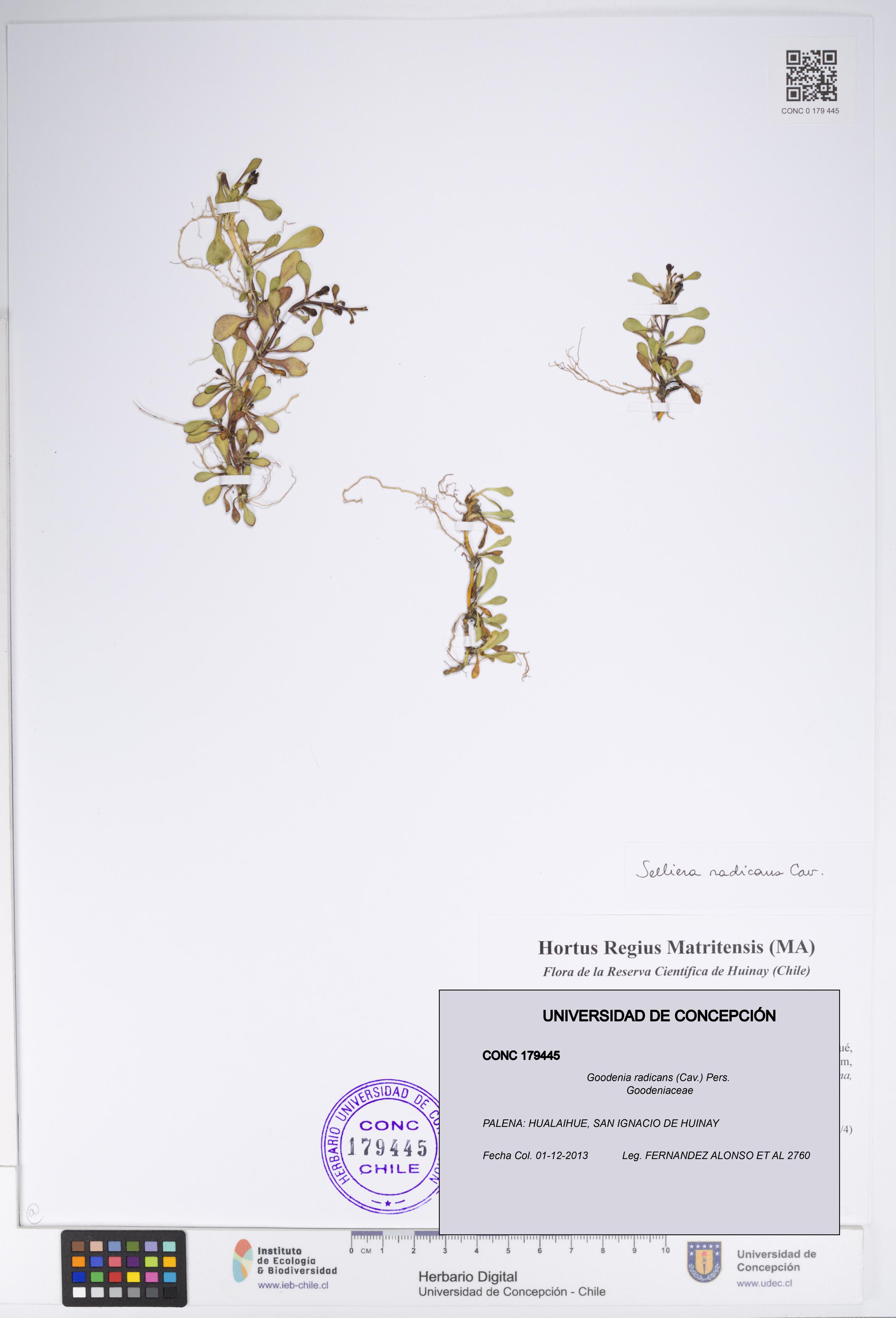Goodenia radicans [Espécimen: UDEC:CONC:0179445]