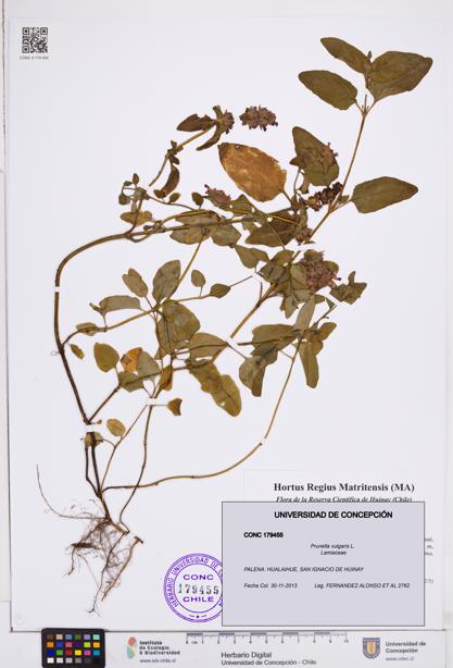 Prunella vulgaris [Espécimen: ]