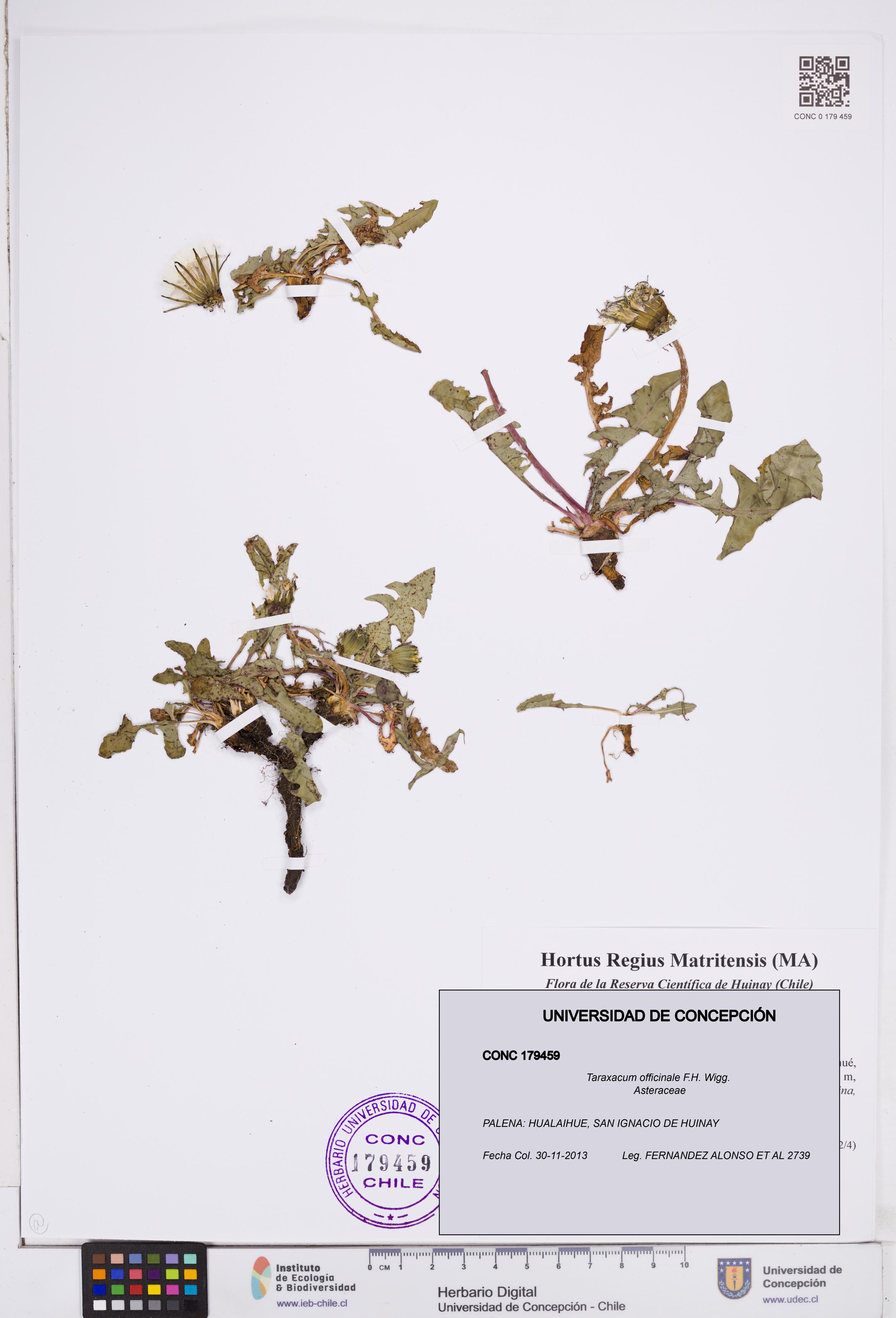 Taraxacum officinale [Espécimen: ]