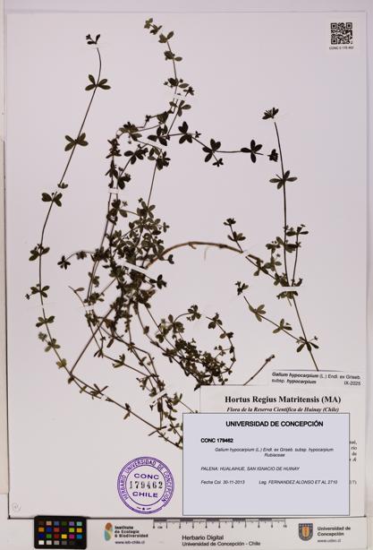 Galium hypocarpium subsp. hypocarpium [Espécimen: UDEC:CONC:0179462]