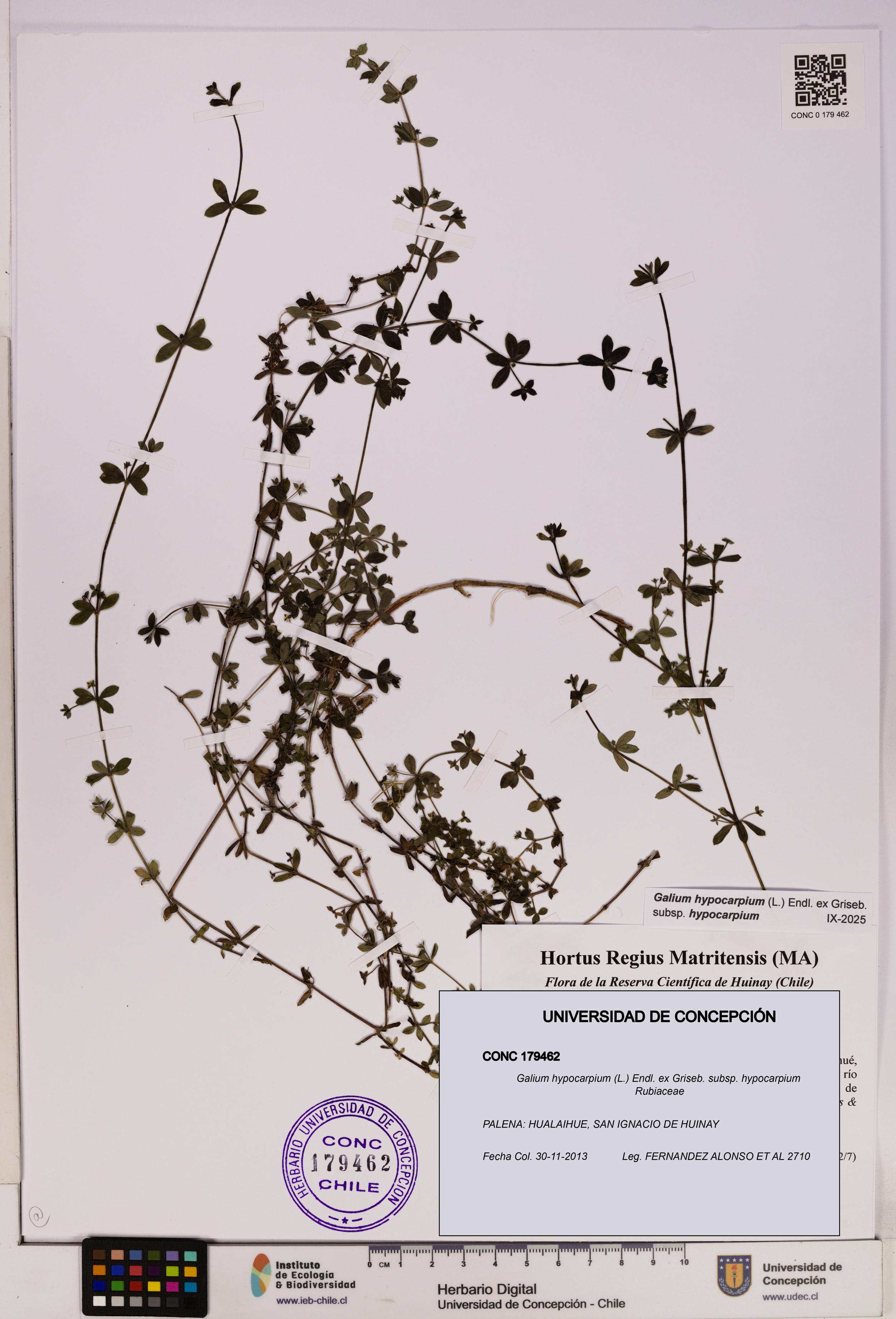 Galium hypocarpium subsp. hypocarpium [Espécimen: UDEC:CONC:0179462]