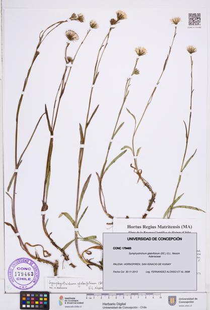 Symphyotrichum glabrifolium [Espécimen: ]