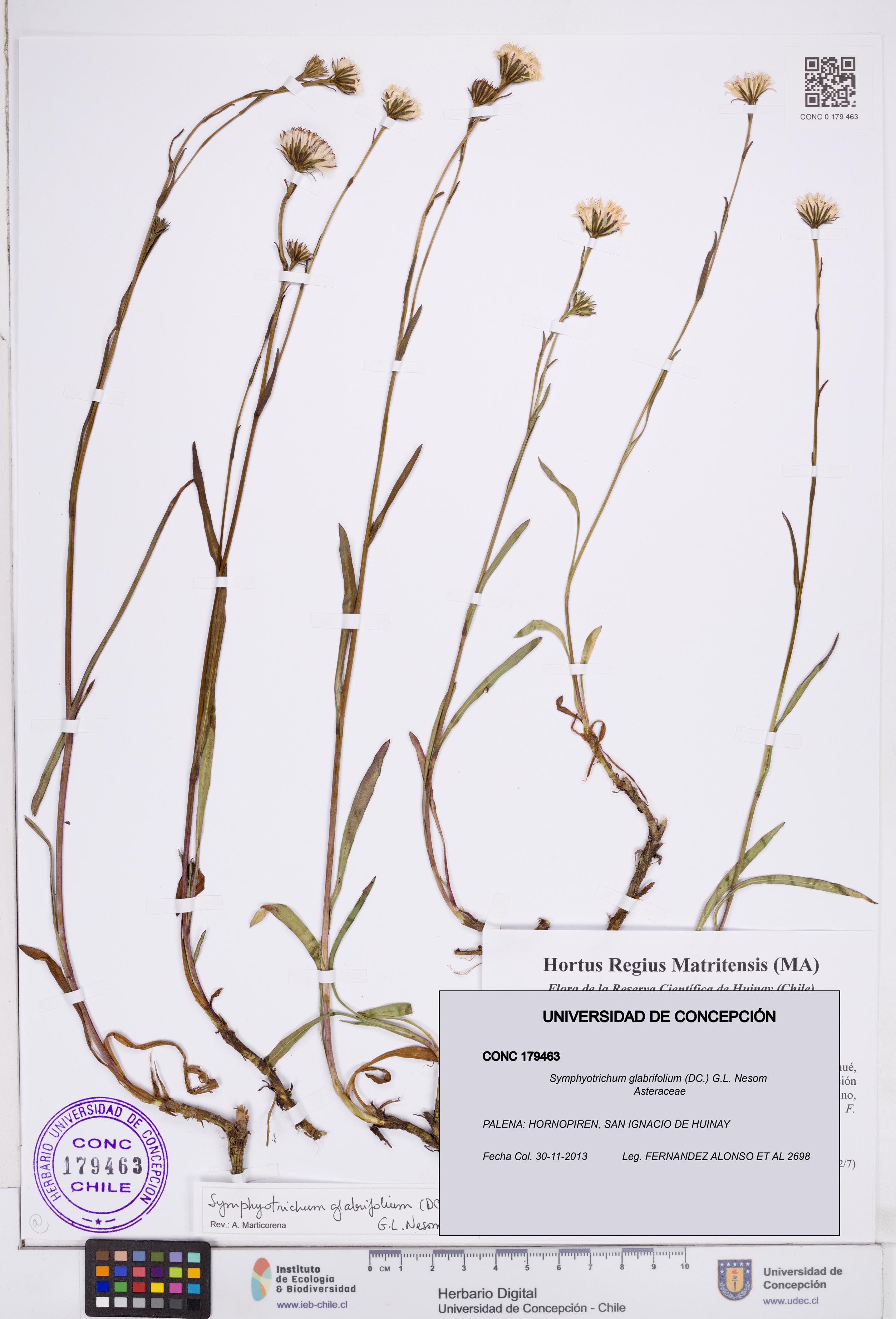 Symphyotrichum glabrifolium [Espécimen: ]