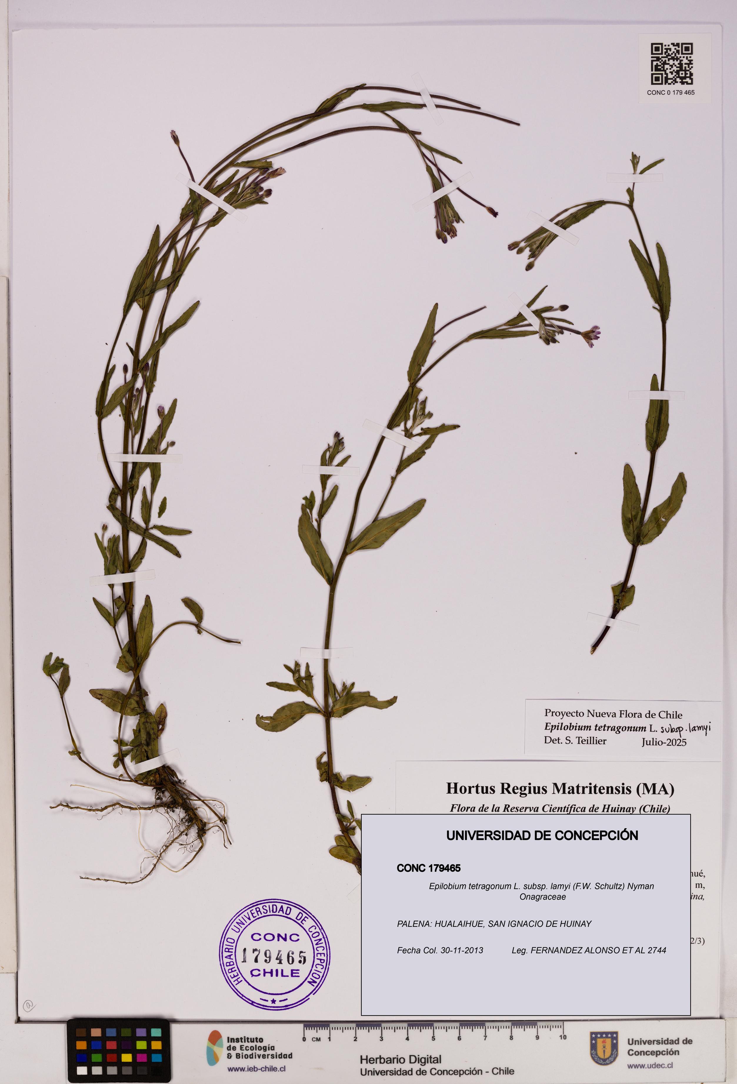 Epilobium tetragonum [Espécimen: UDEC:CONC:0179465]