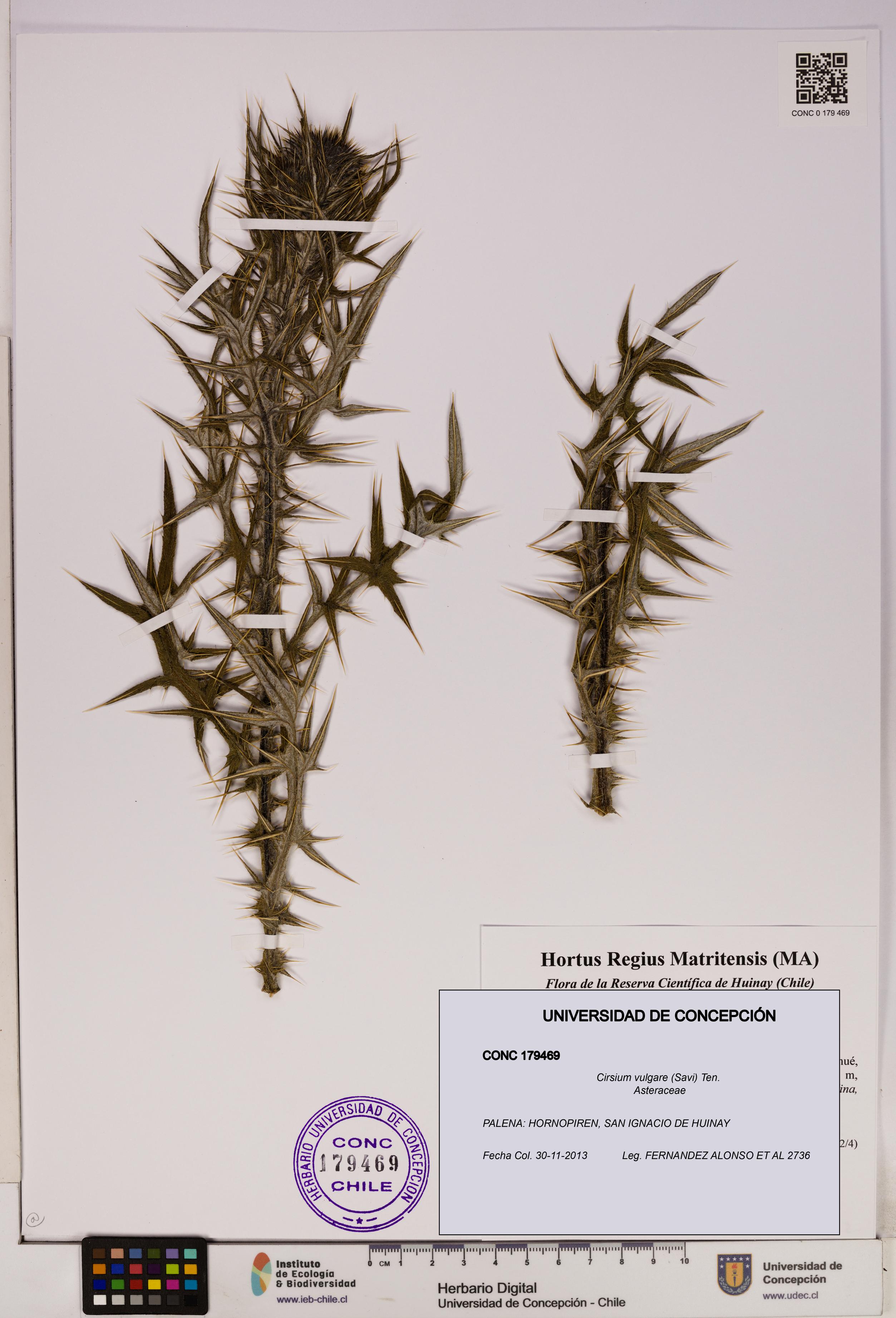 Cirsium vulgare [Espécimen: UDEC:CONC:0179469]