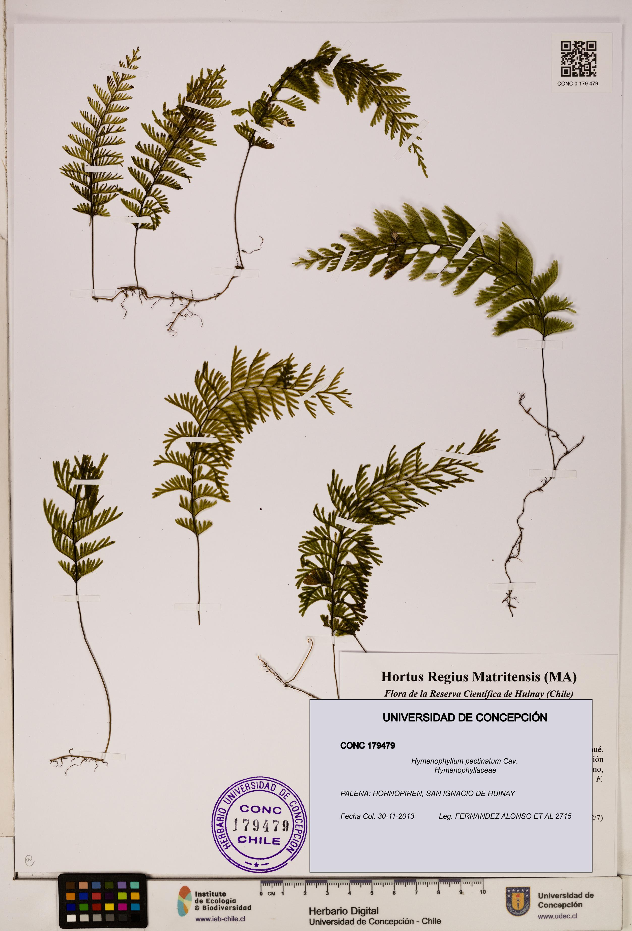 Hymenophyllum pectinatum [Espécimen: ]