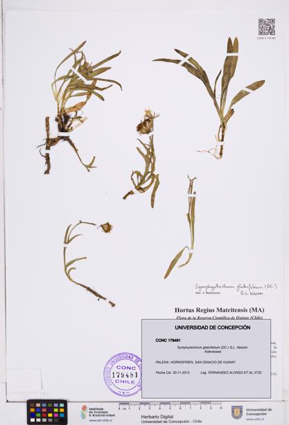 Symphyotrichum glabrifolium [Espécimen: ]
