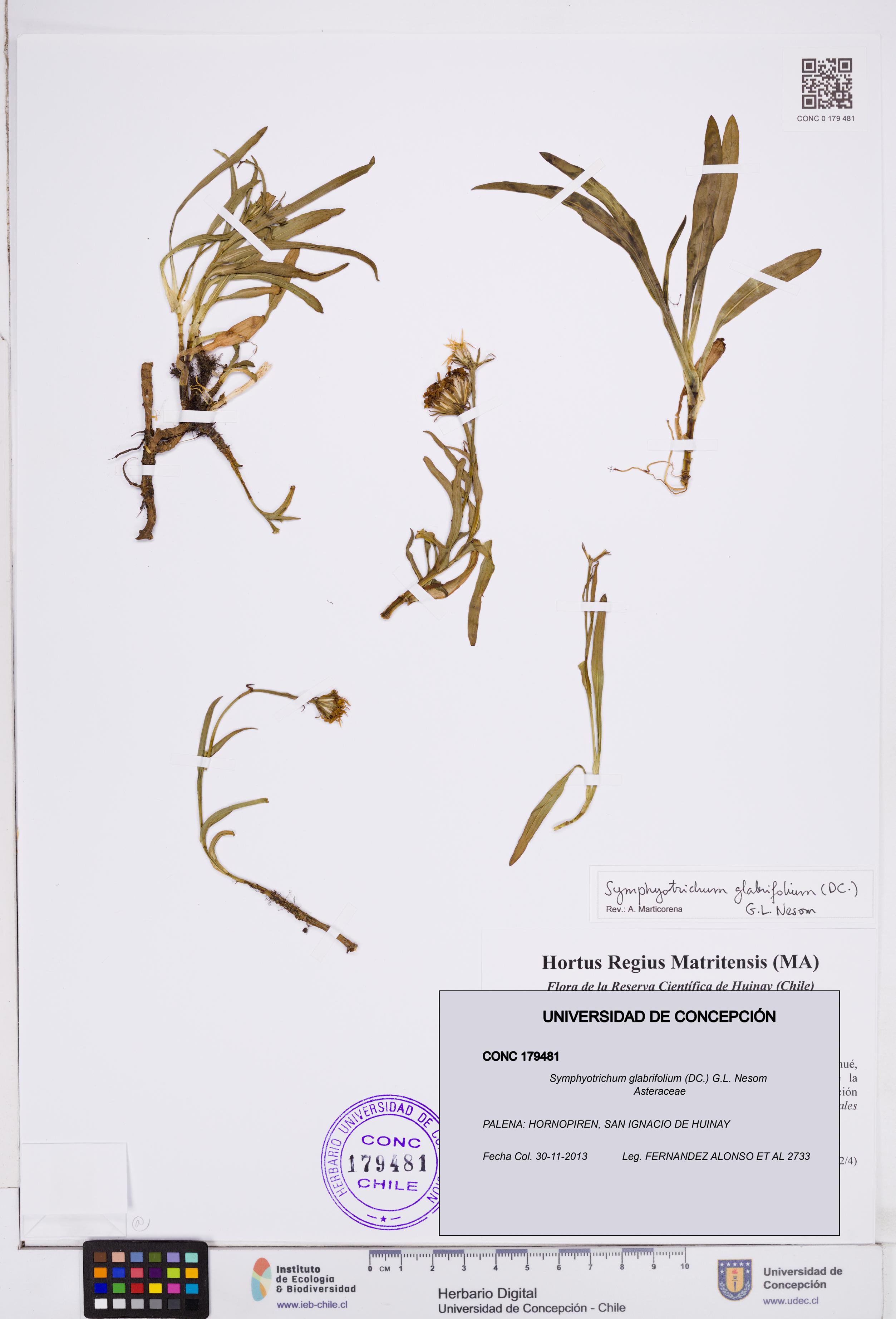 Symphyotrichum glabrifolium [Espécimen: ]