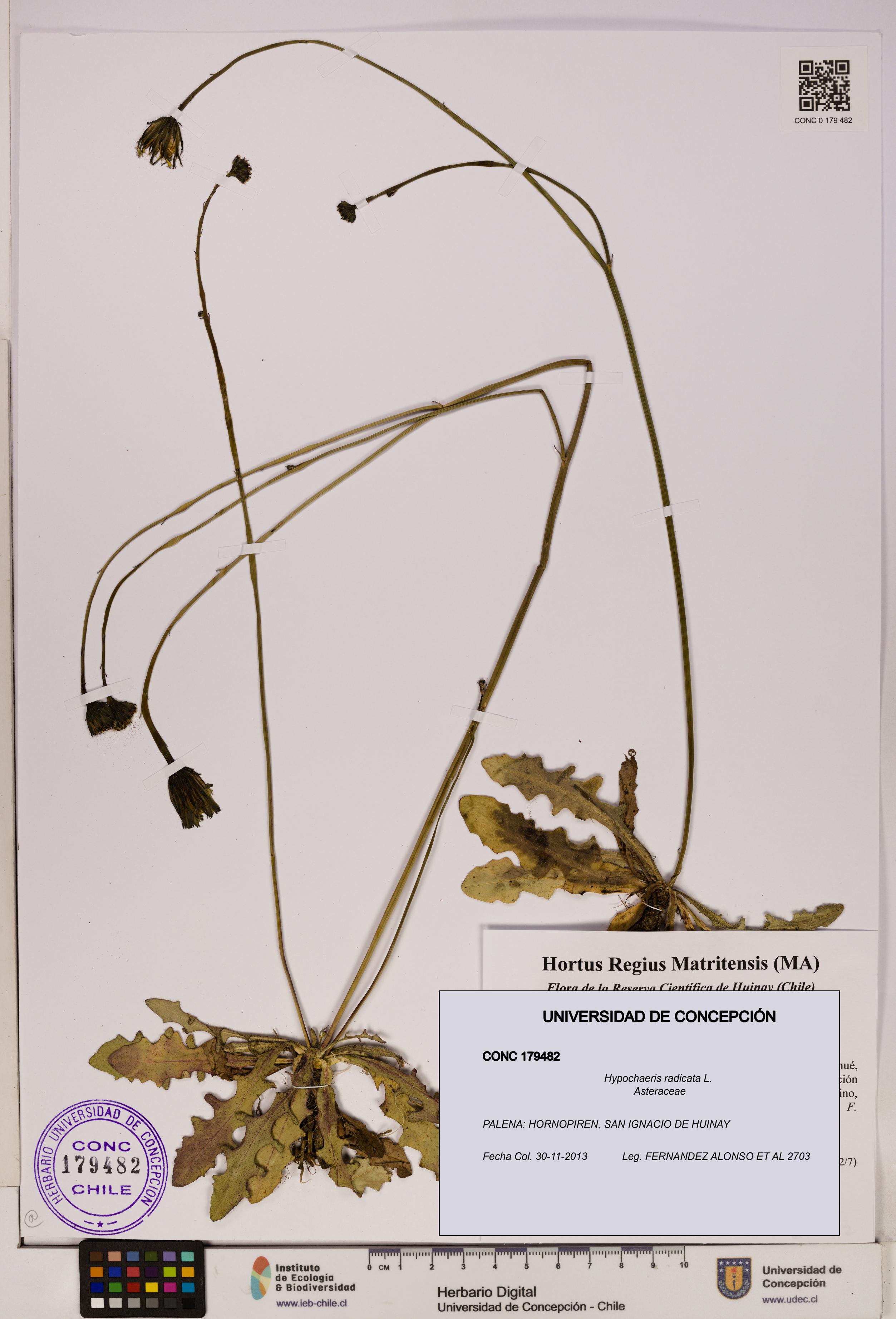 Hypochaeris radicata [Espécimen: UDEC:CONC:0179482]