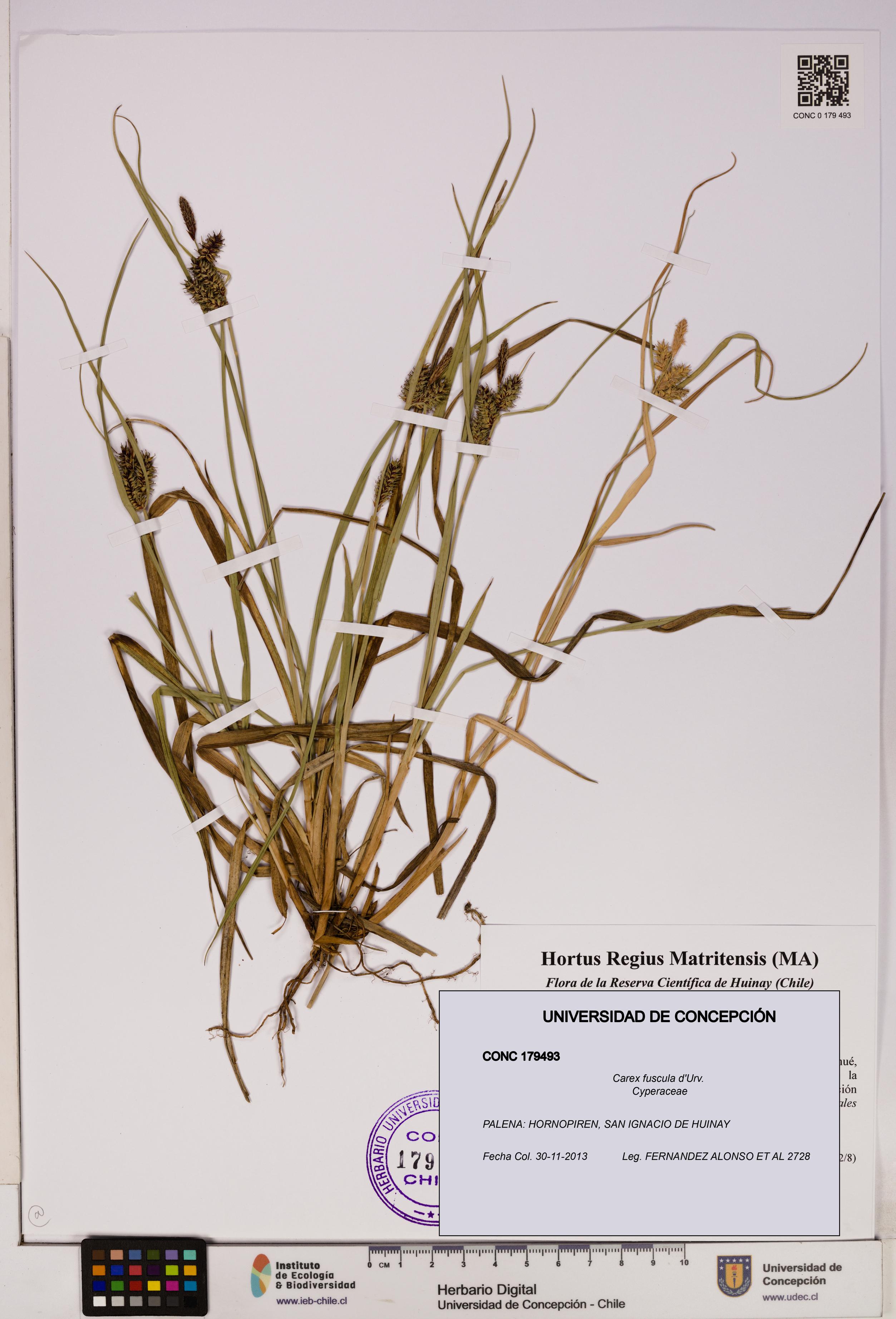 Carex fuscula [Espécimen: UDEC:CONC:0179493]