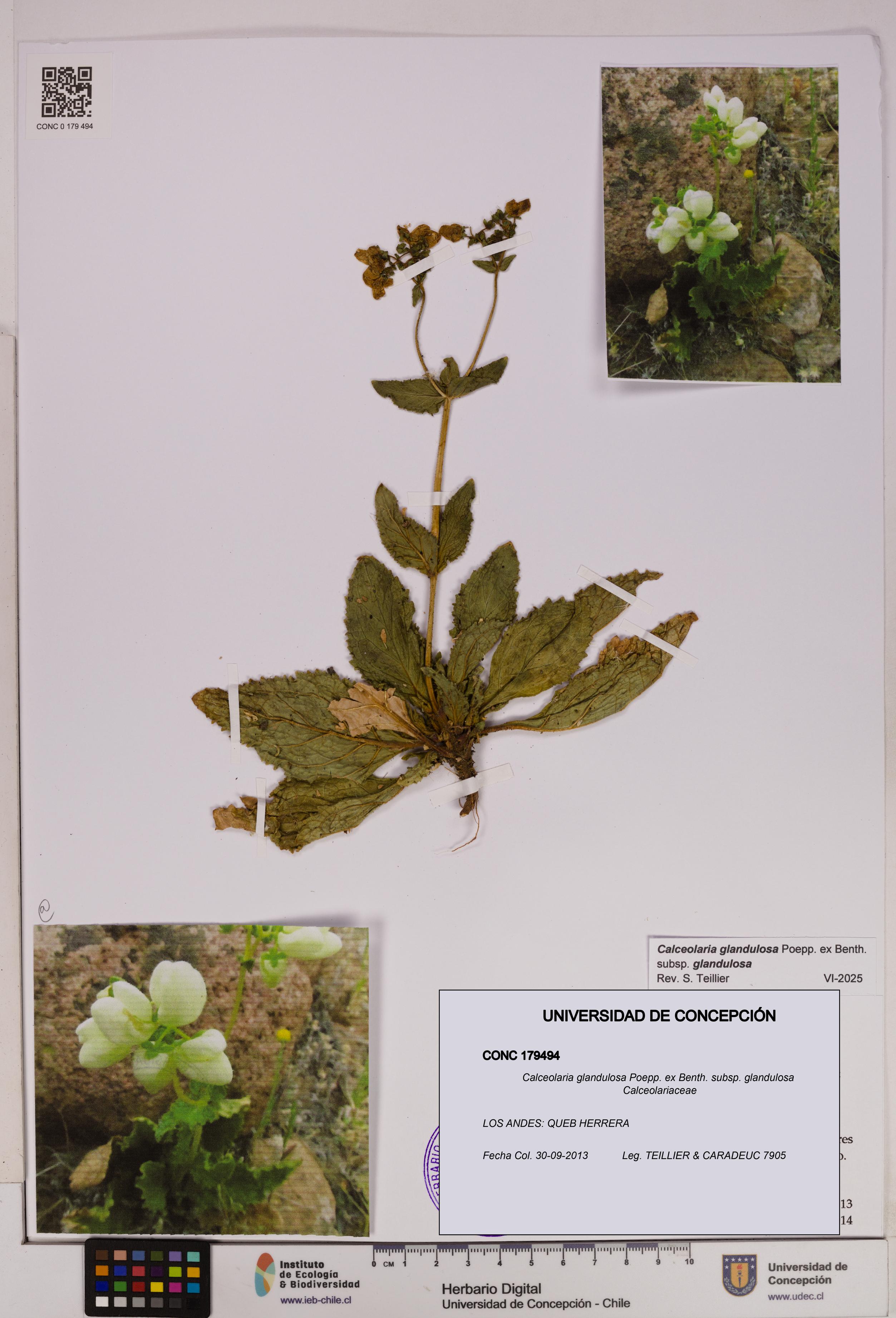 Calceolaria glandulosa [Espécimen: UDEC:CONC:0179494]