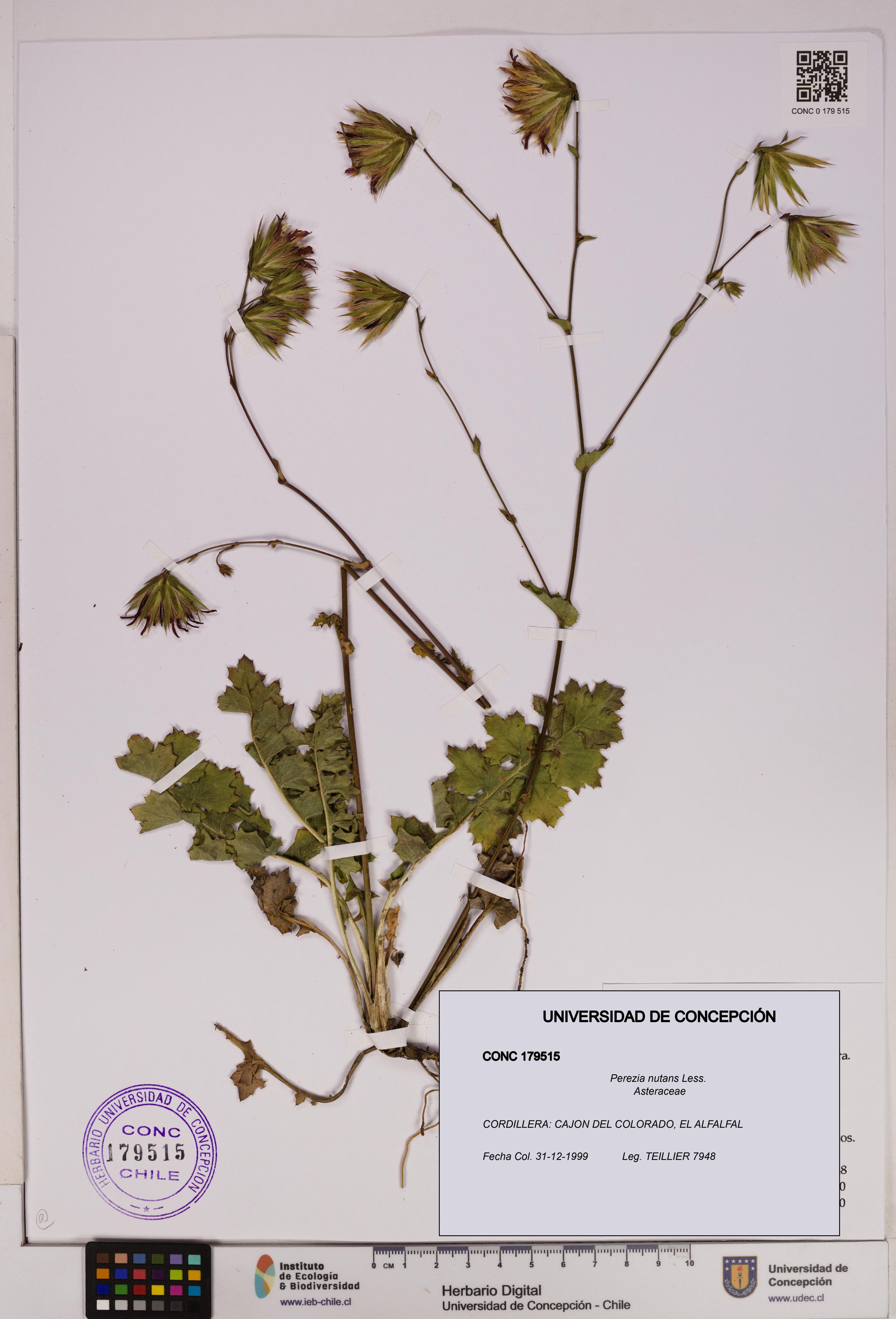 Perezia nutans [Espécimen: UDEC:CONC:0179515]