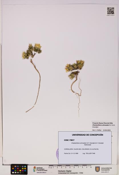 Chaetanthera schroederi [Espécimen: UDEC:CONC:0179517]