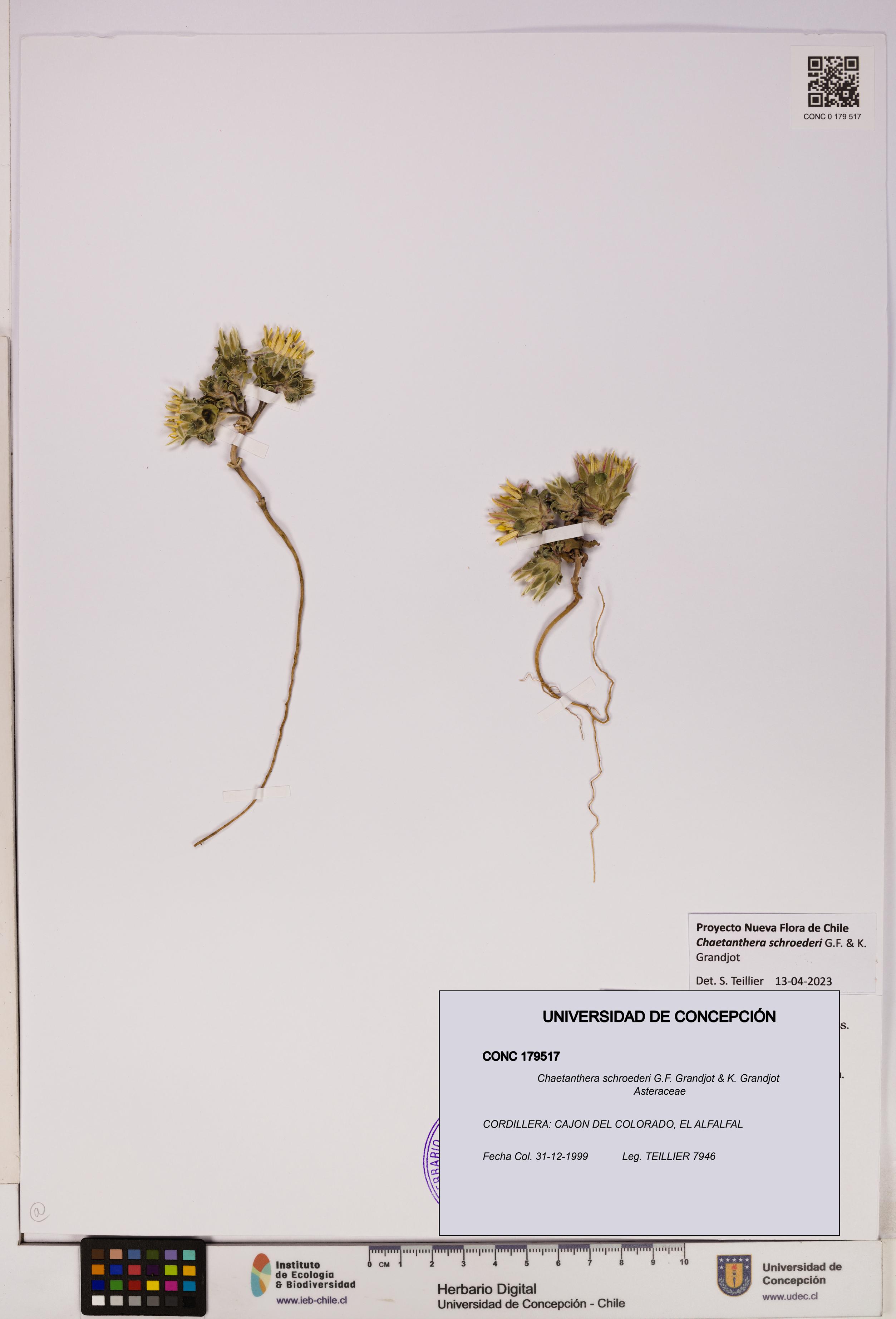 Chaetanthera schroederi [Espécimen: UDEC:CONC:0179517]