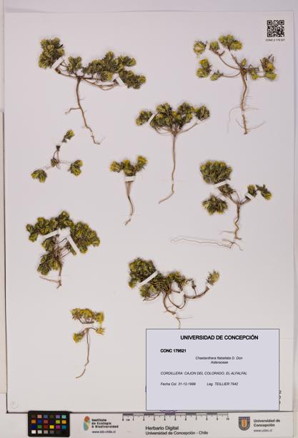 Chaetanthera flabellata [Espécimen: UDEC:CONC:0179521]