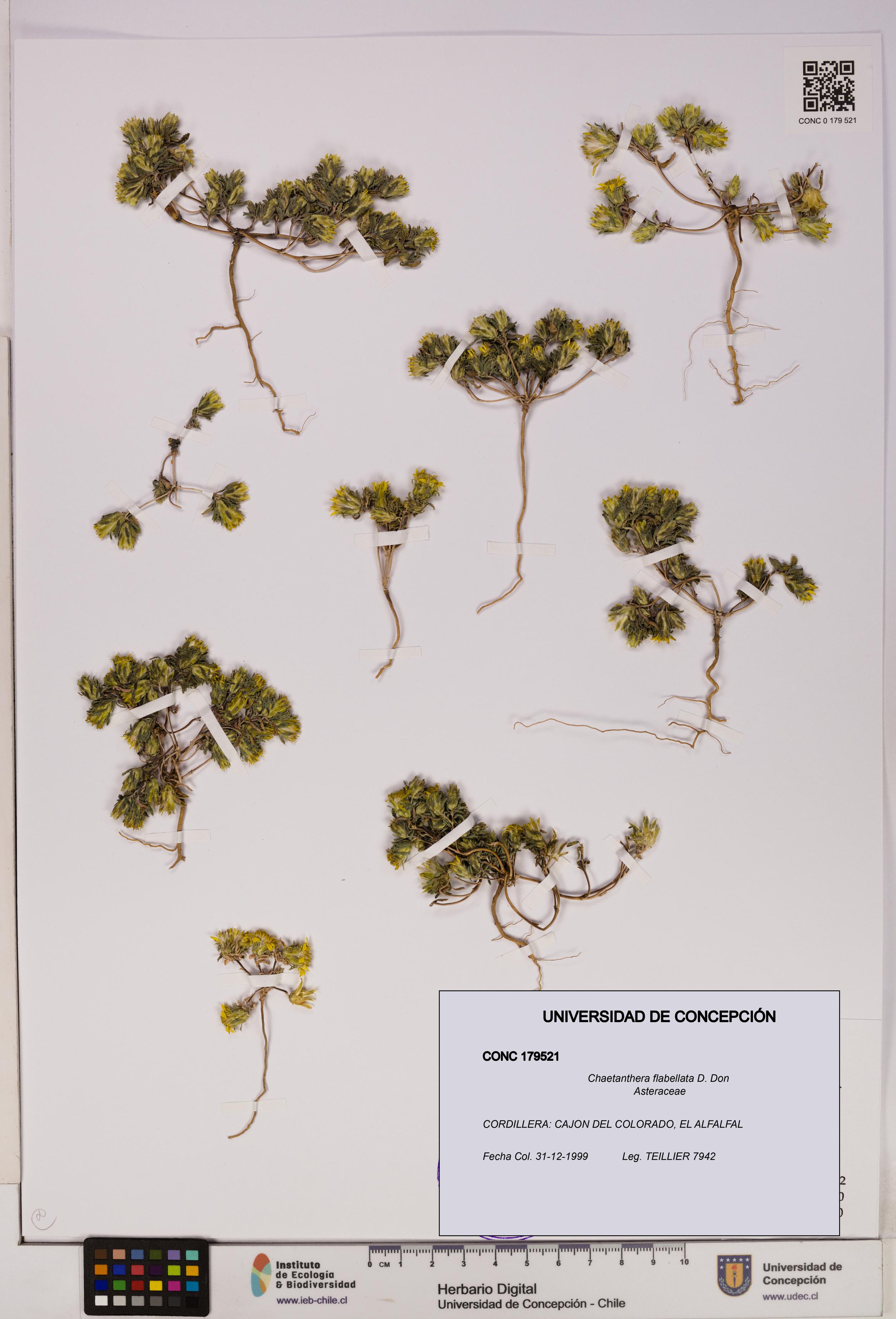 Chaetanthera flabellata [Espécimen: UDEC:CONC:0179521]