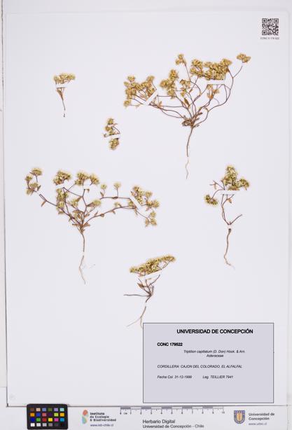 Triptilion capillatum [Espécimen: ]