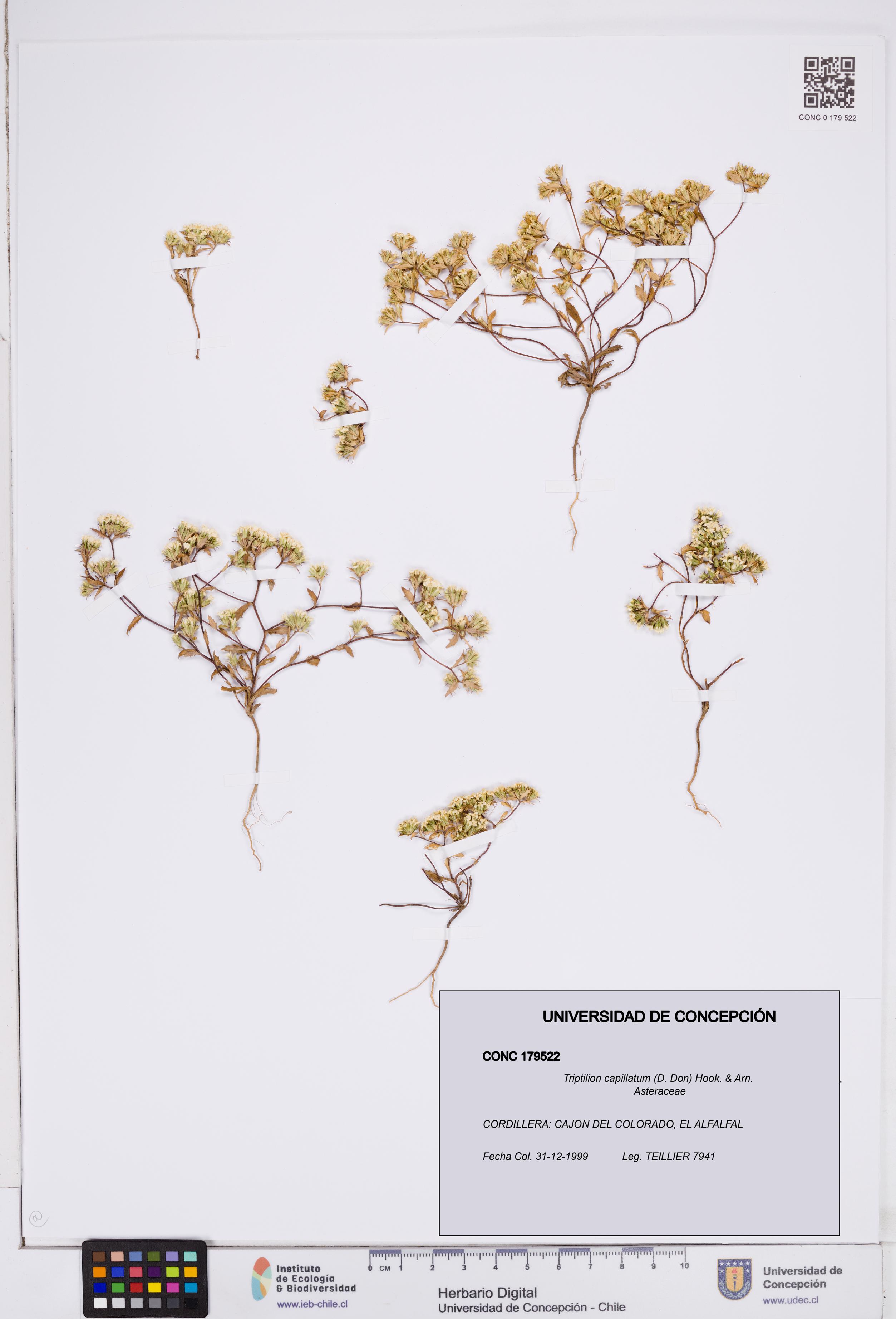 Triptilion capillatum [Espécimen: ]