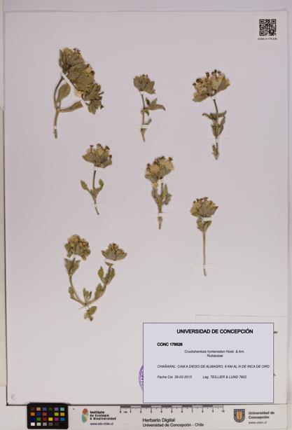 Cruckshanksia hymenodon [Espécimen: UDEC:CONC:0179526]