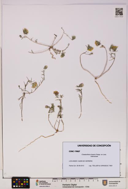 Chaetanthera linearis [Espécimen: UDEC:CONC:0179527]