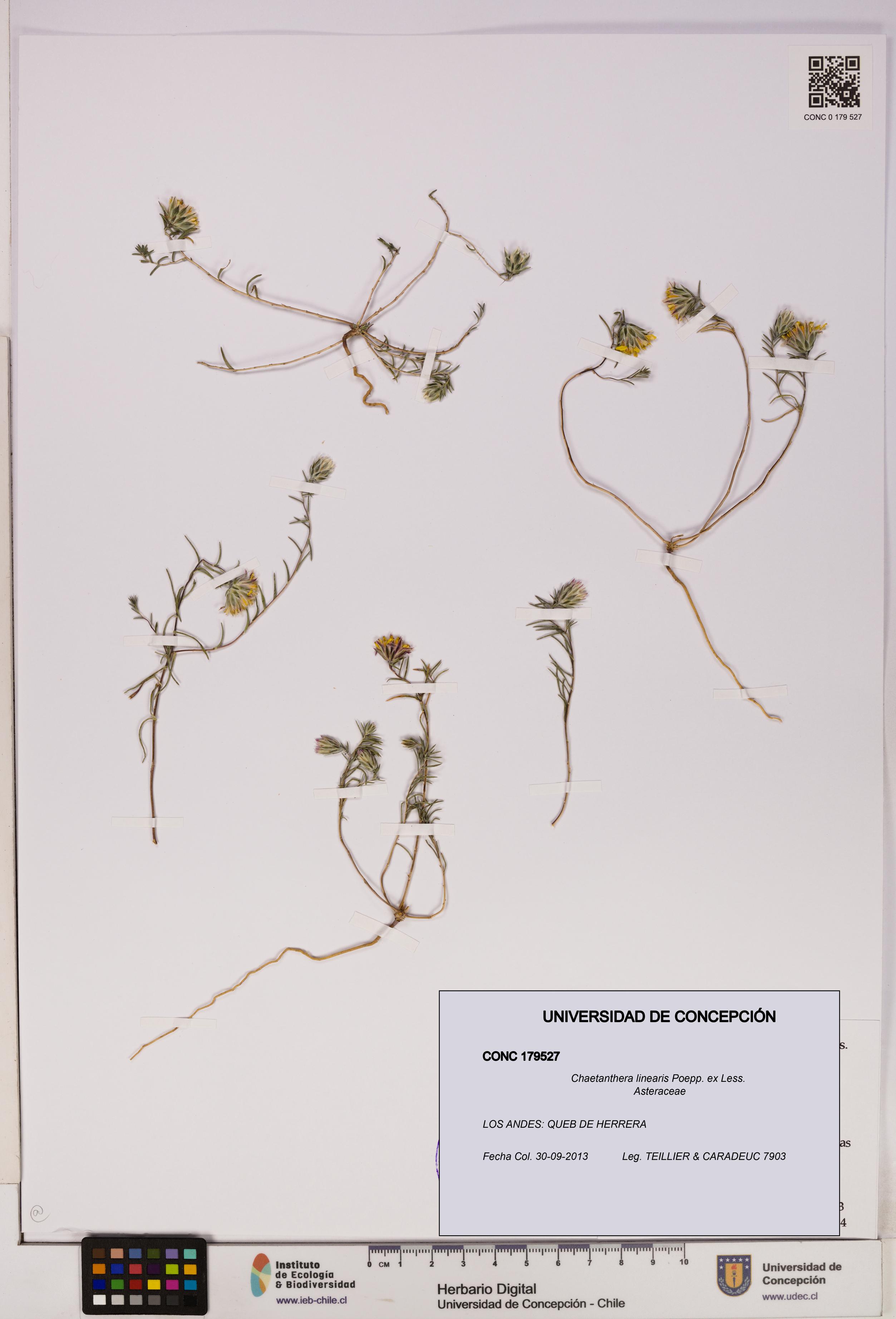 Chaetanthera linearis [Espécimen: UDEC:CONC:0179527]