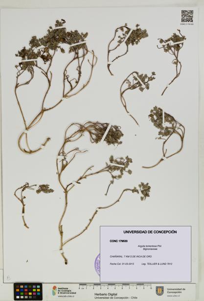 Argylia tomentosa [Espécimen: UDEC:CONC:0179533]