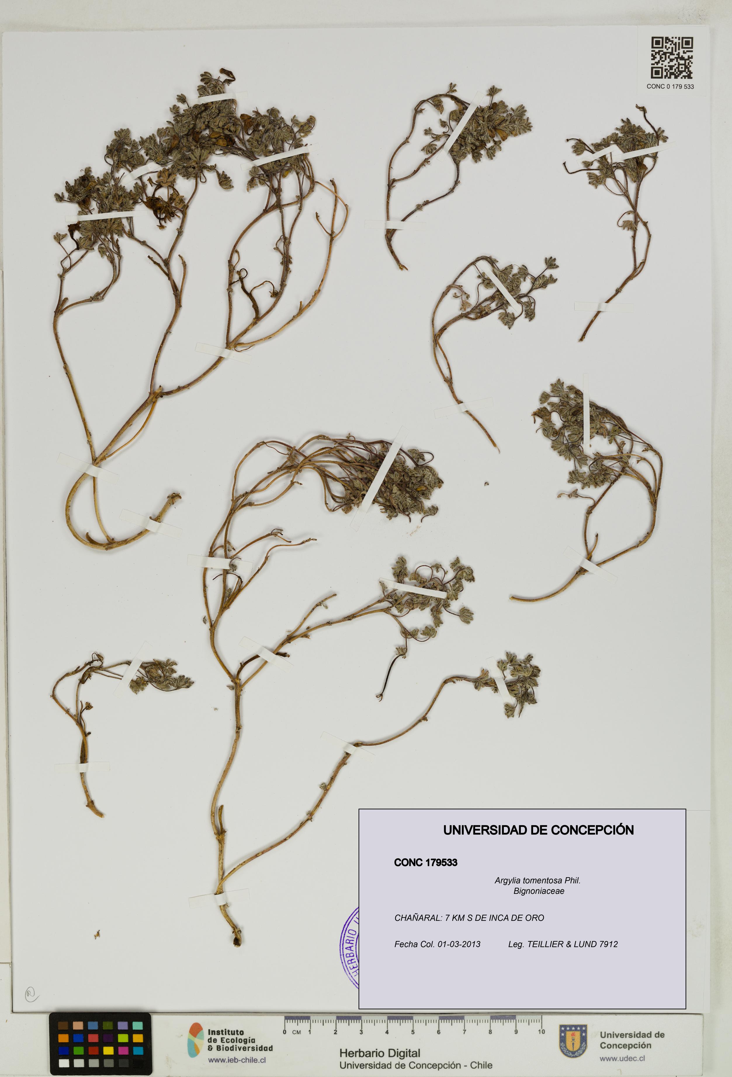 Argylia tomentosa [Espécimen: UDEC:CONC:0179533]
