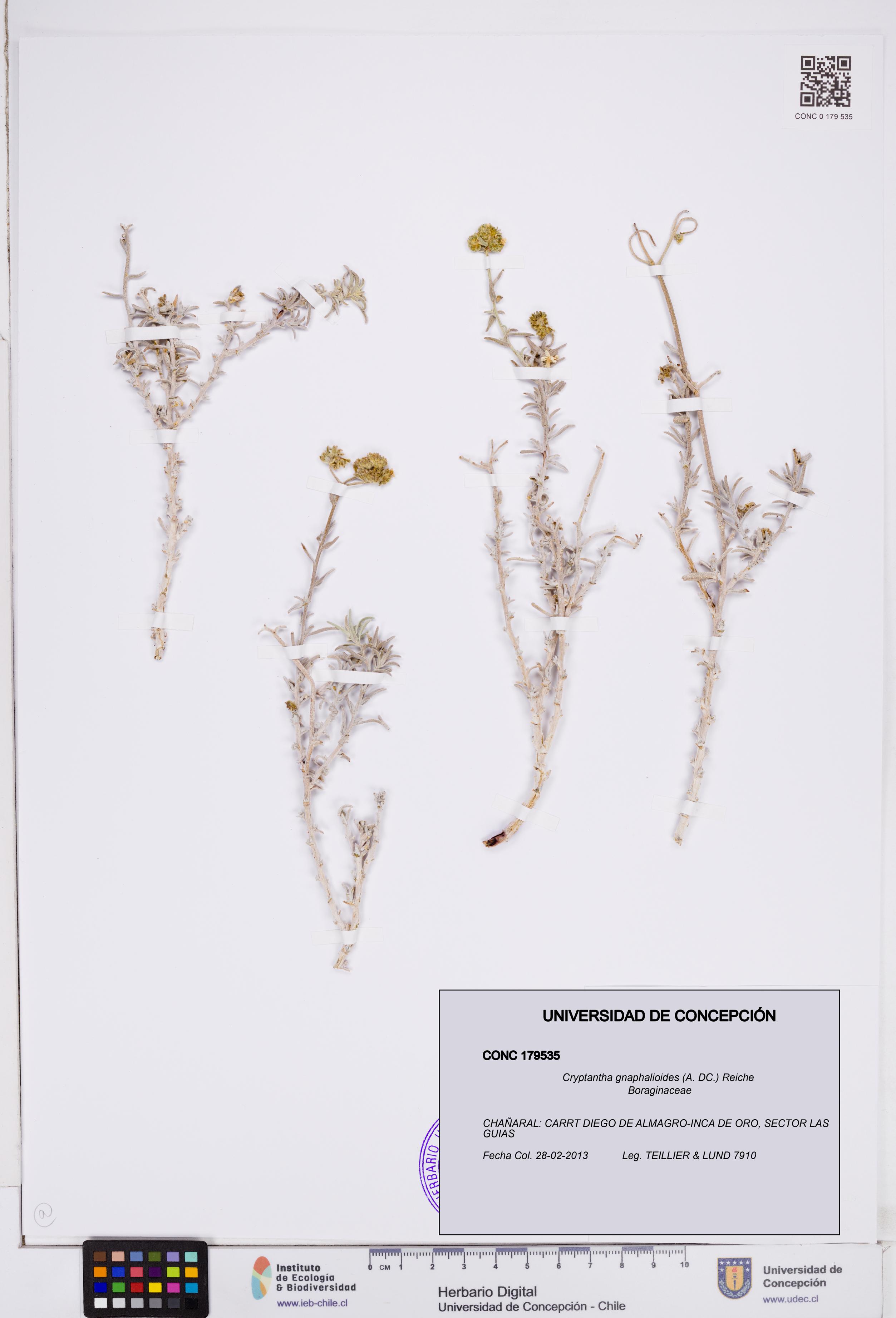 Cryptantha gnaphalioides [Espécimen: ]