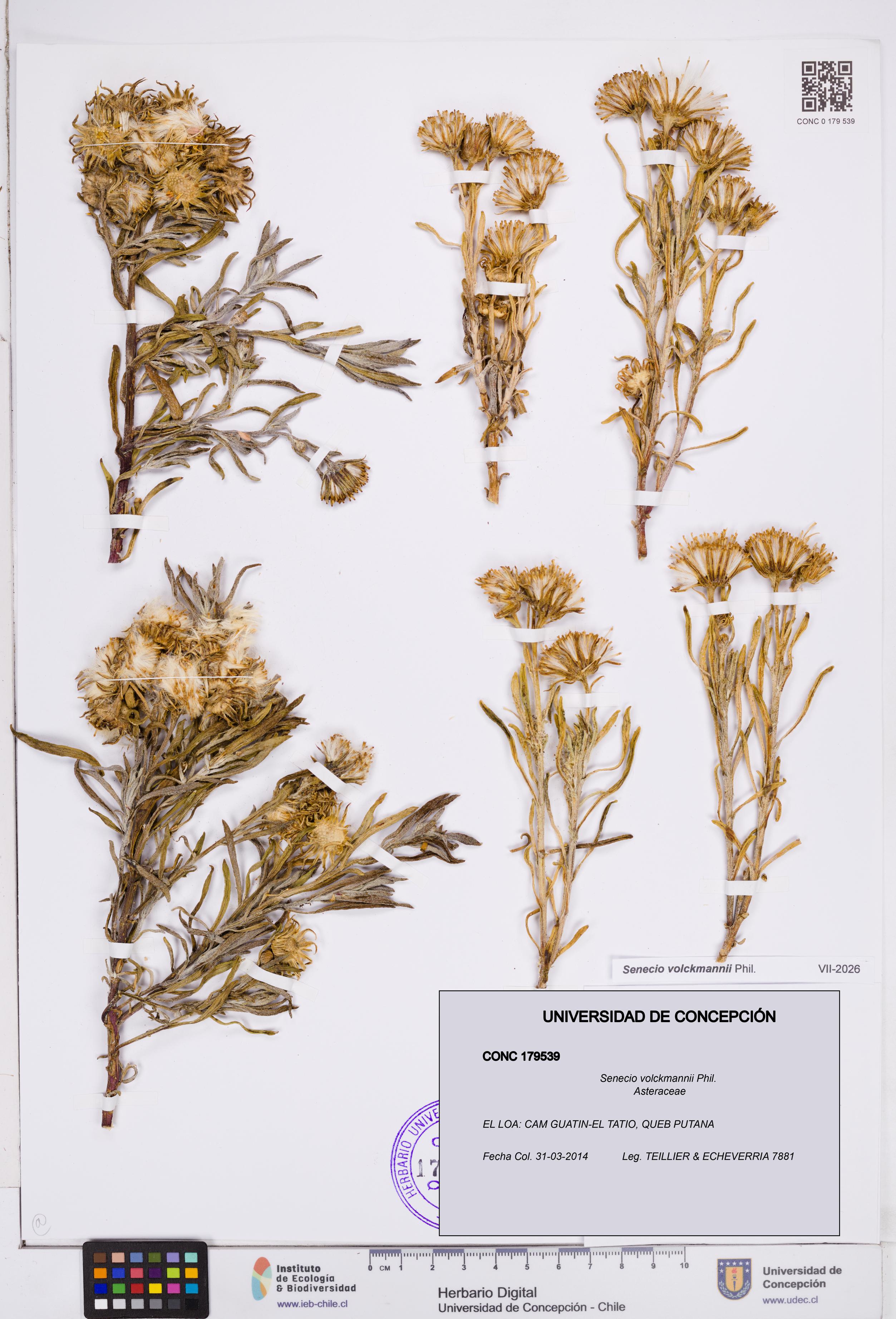 Senecio volckmannii [Espécimen: ]