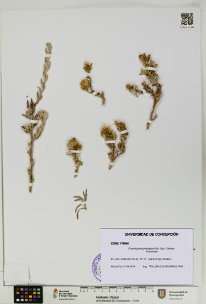 Chersodoma jodopappa [Espécimen: UDEC:CONC:0179540]