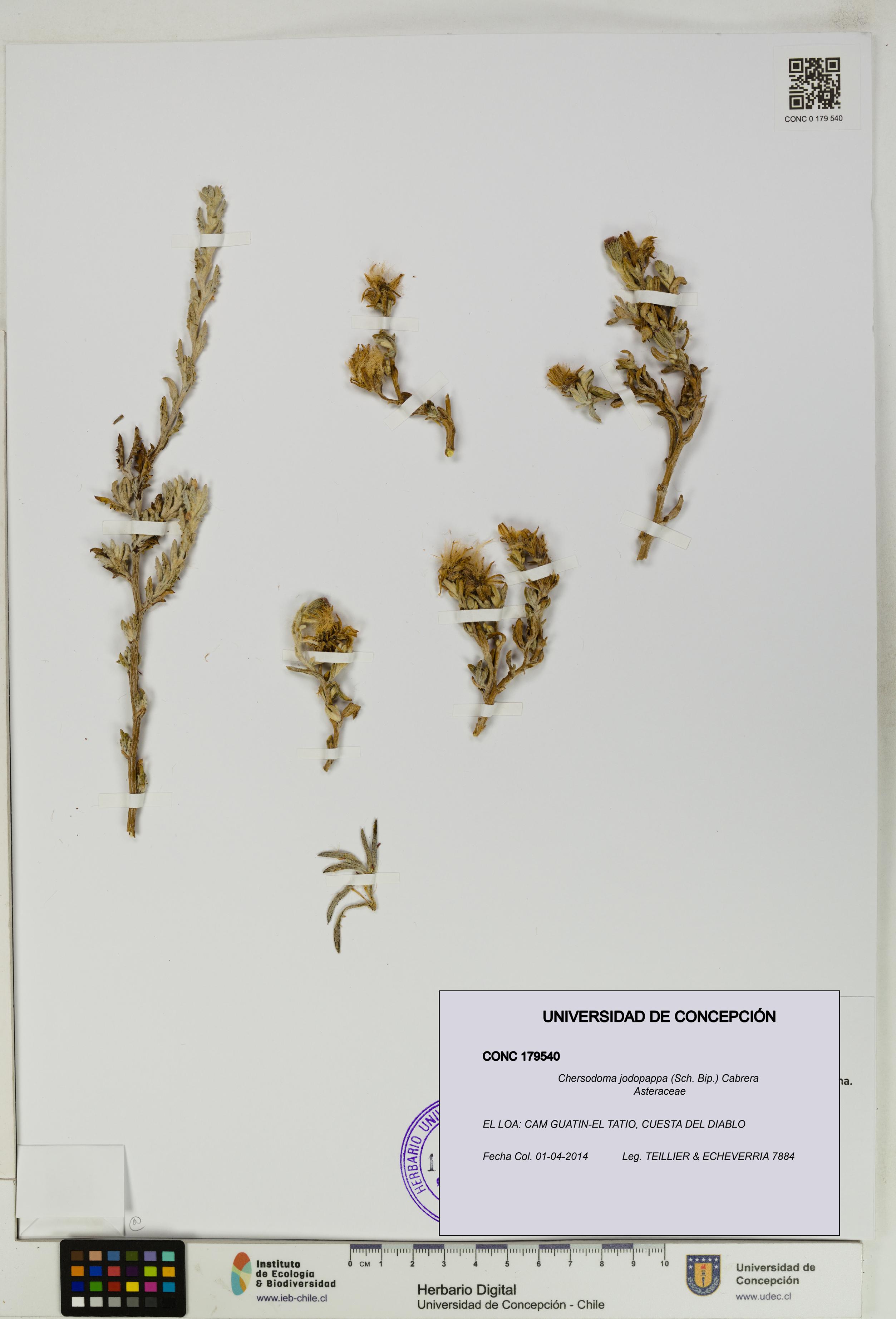 Chersodoma jodopappa [Espécimen: UDEC:CONC:0179540]