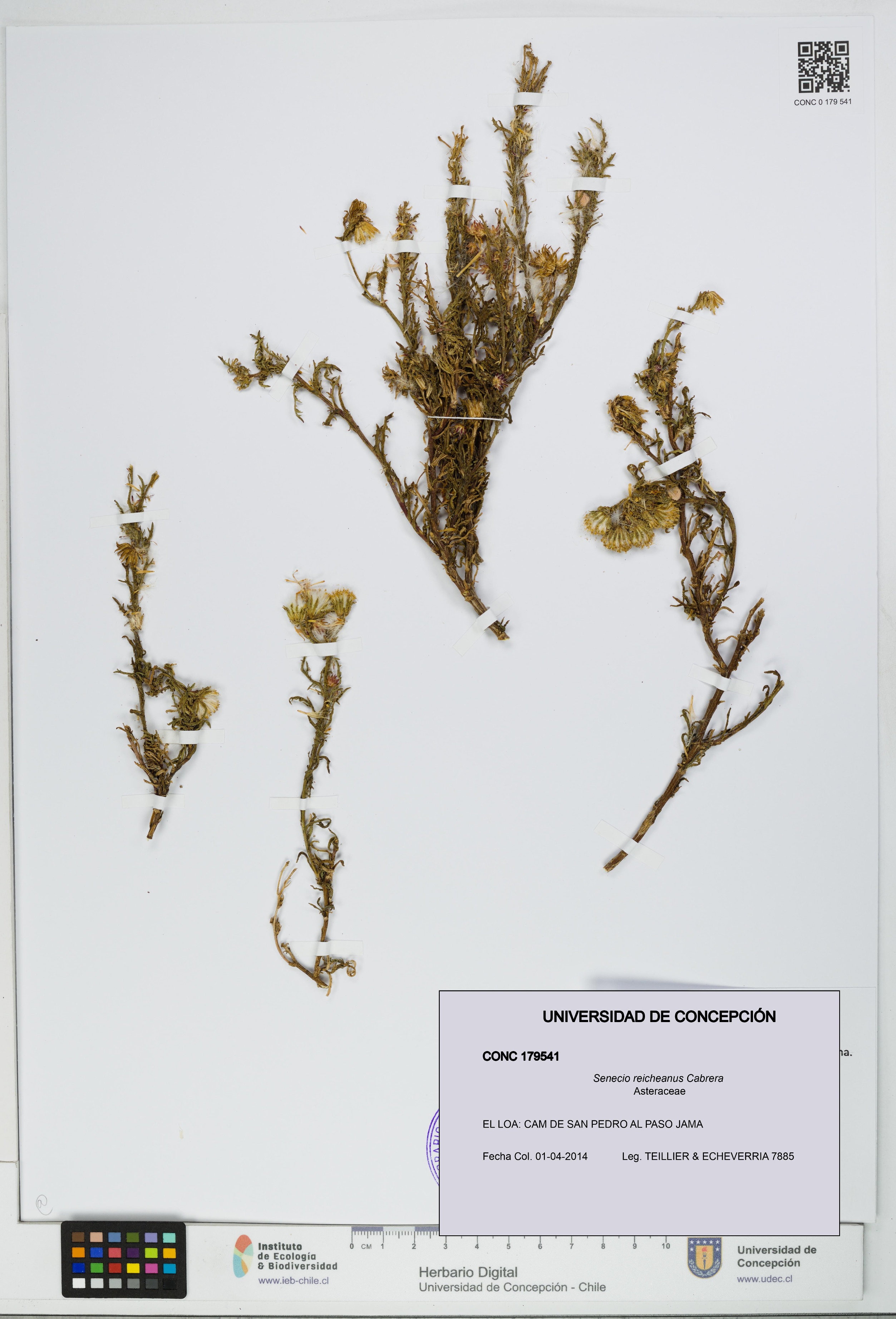 Senecio reicheanus [Espécimen: UDEC:CONC:0179541]