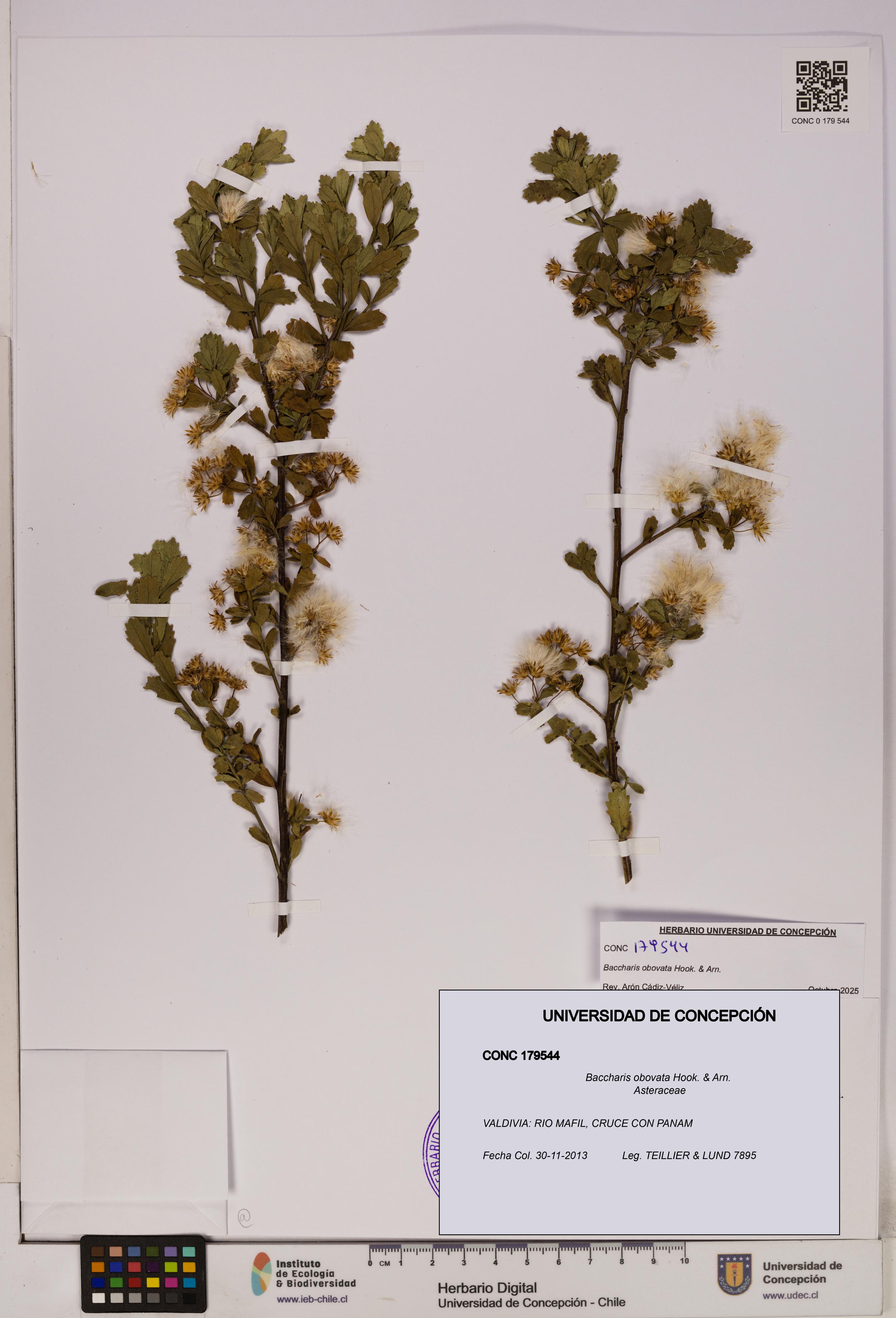 Baccharis obovata [Espécimen: UDEC:CONC:0179544]