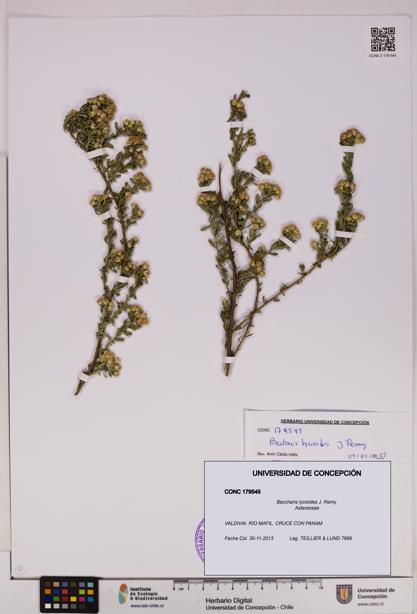 Baccharis lycioides [Espécimen: UDEC:CONC:0179545]