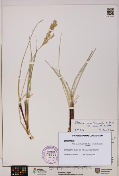 Festuca acanthophylla [Espécimen: UDEC:CONC:0179552]