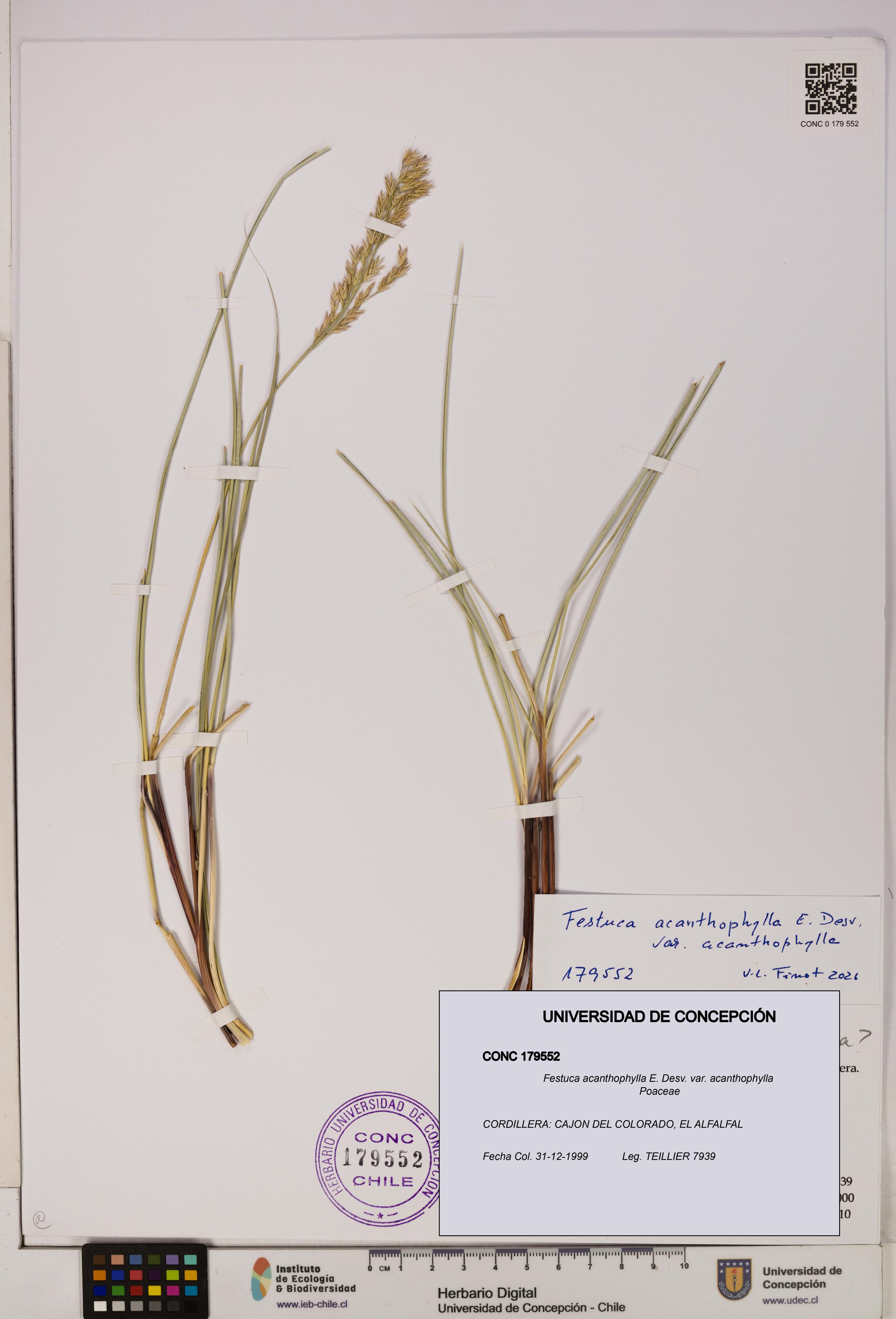 Festuca acanthophylla [Espécimen: UDEC:CONC:0179552]