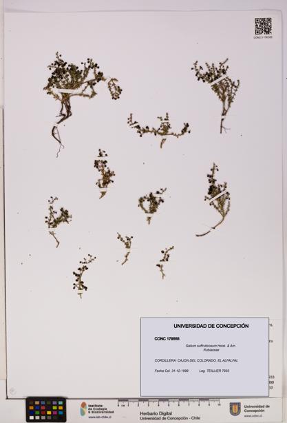 Galium suffruticosum [Espécimen: UDEC:CONC:0179555]