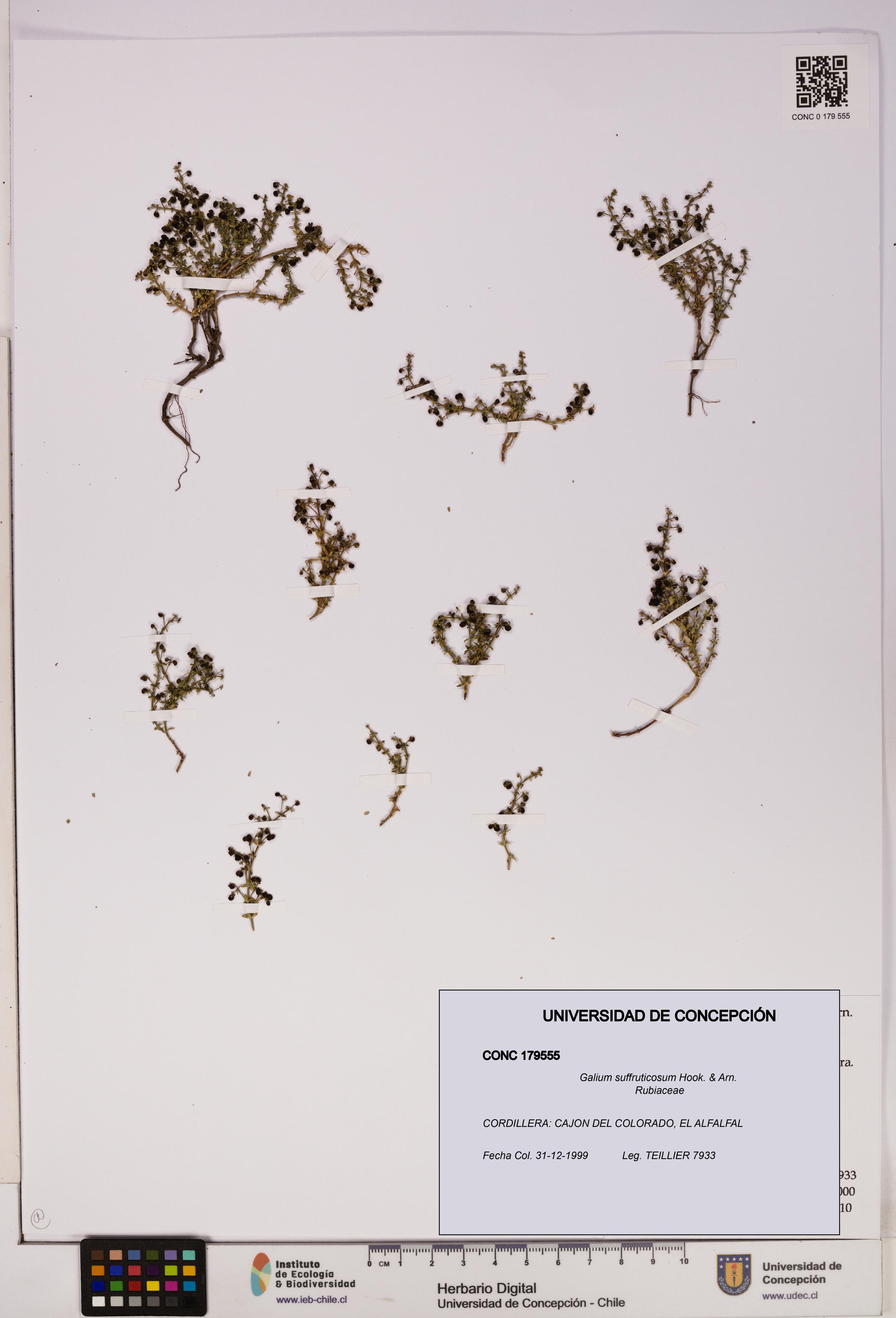 Galium suffruticosum [Espécimen: UDEC:CONC:0179555]