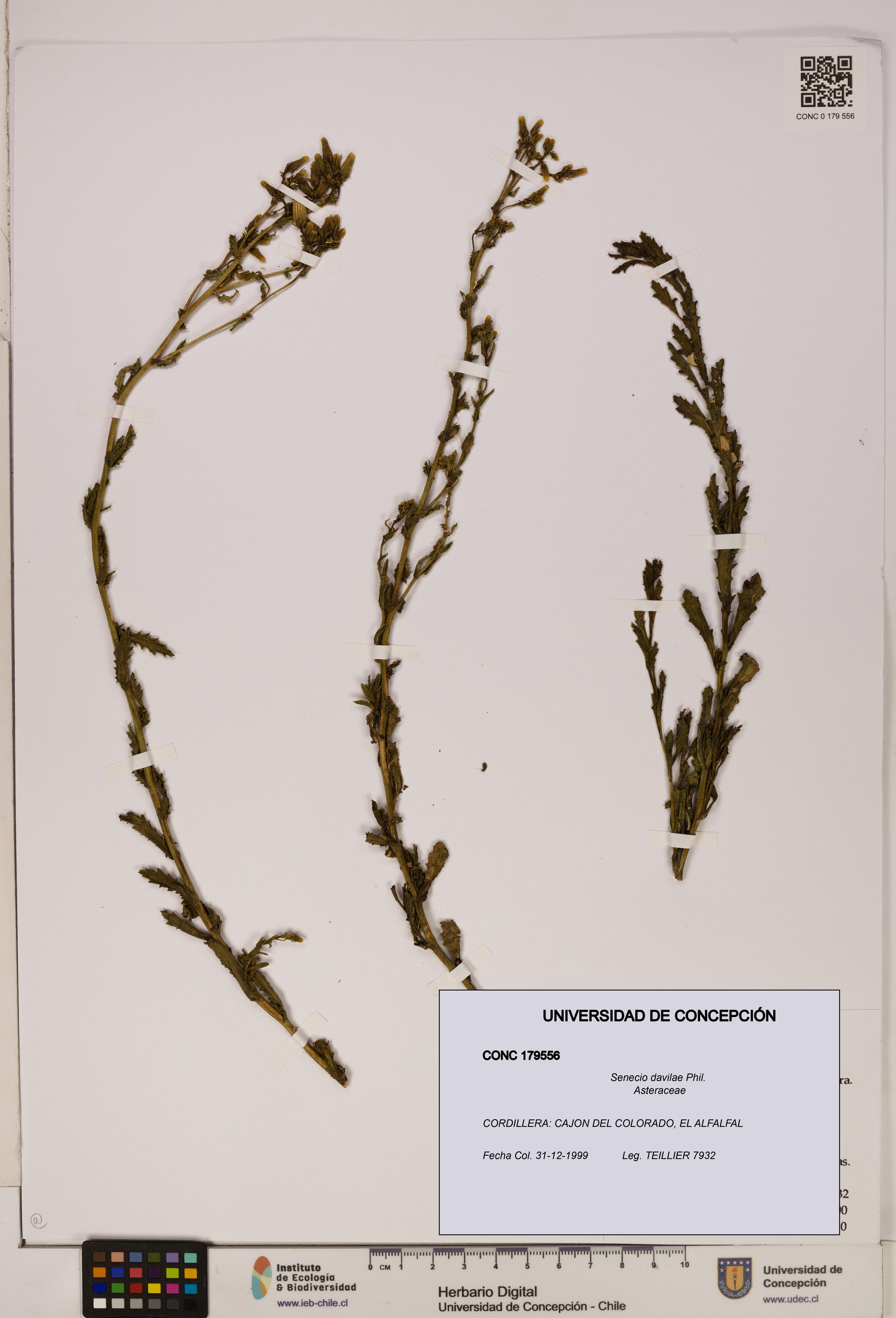 Senecio davilae [Espécimen: UDEC:CONC:0179556]