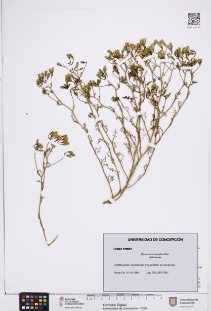 Senecio microphyllus [Espécimen: ]