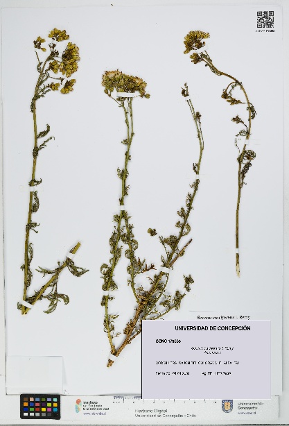 Senecio eruciformis [Espécimen: UDEC:CONC:0179558]